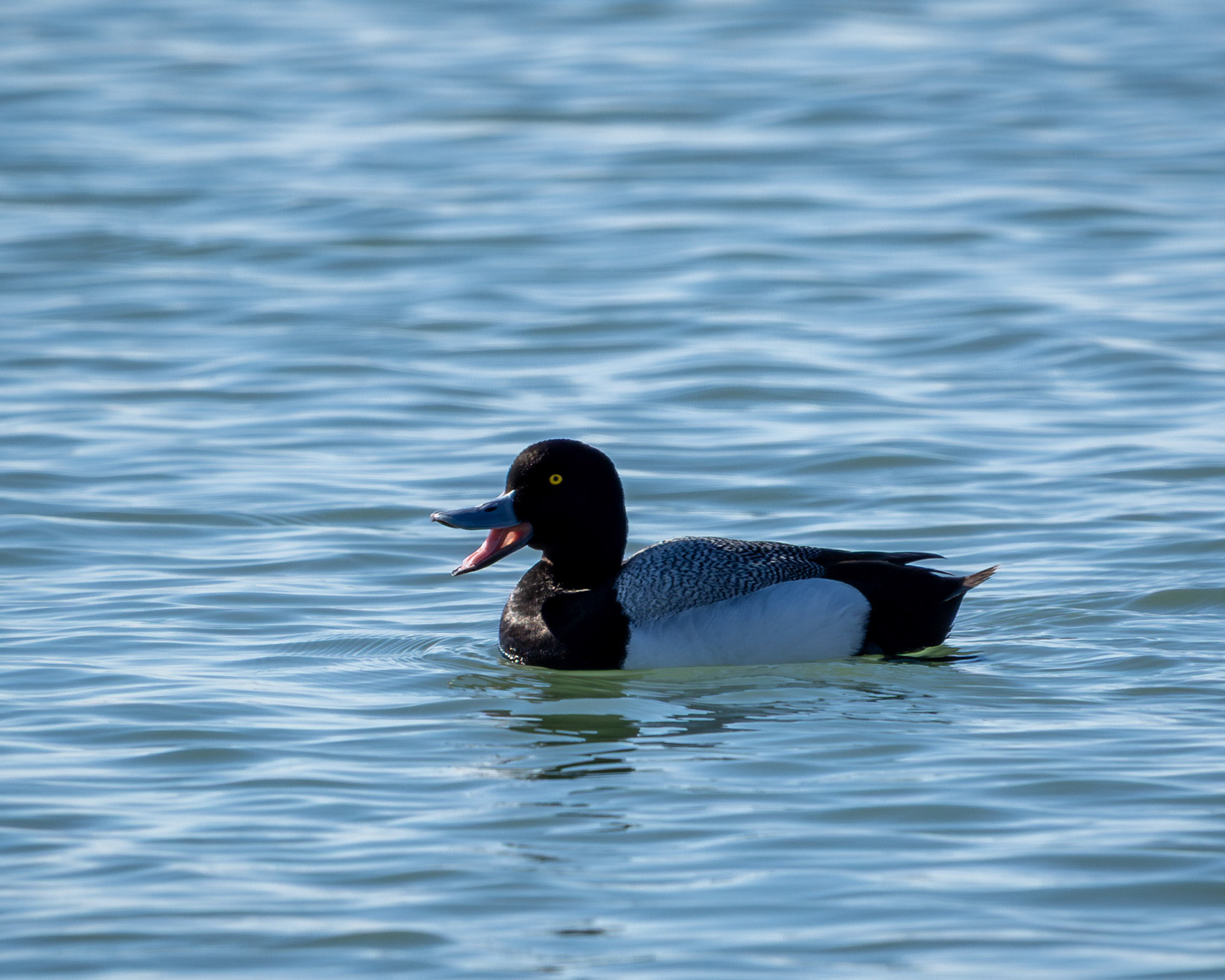 Lesser scaup