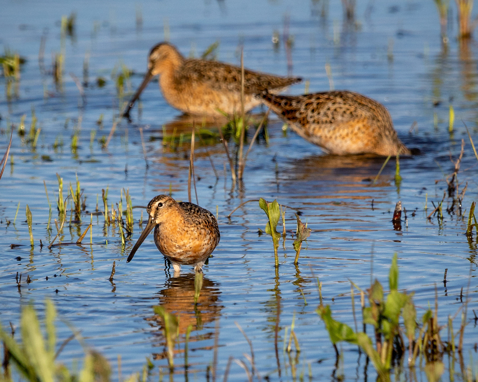 Short-billed dowitcher