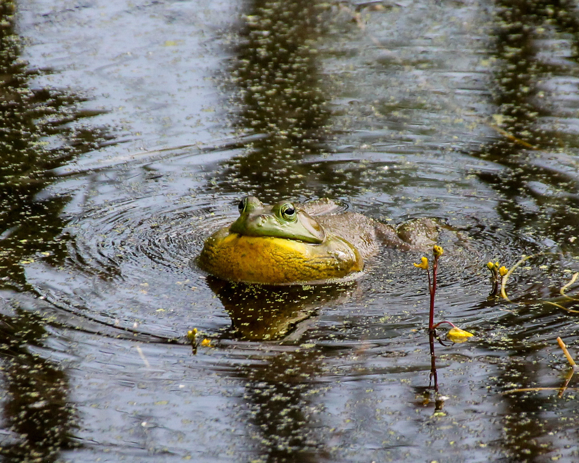 Bullfrog