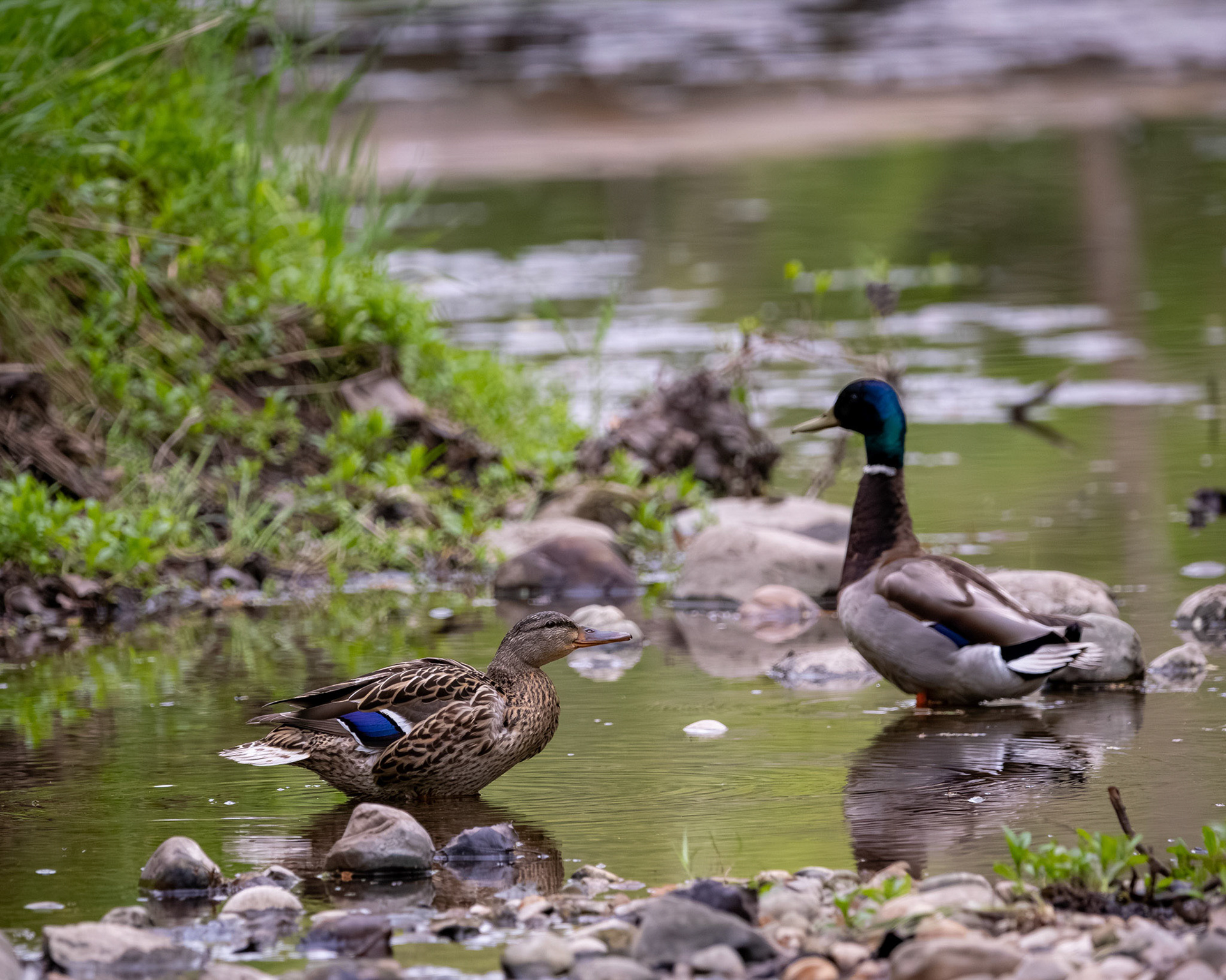 Mallard couple