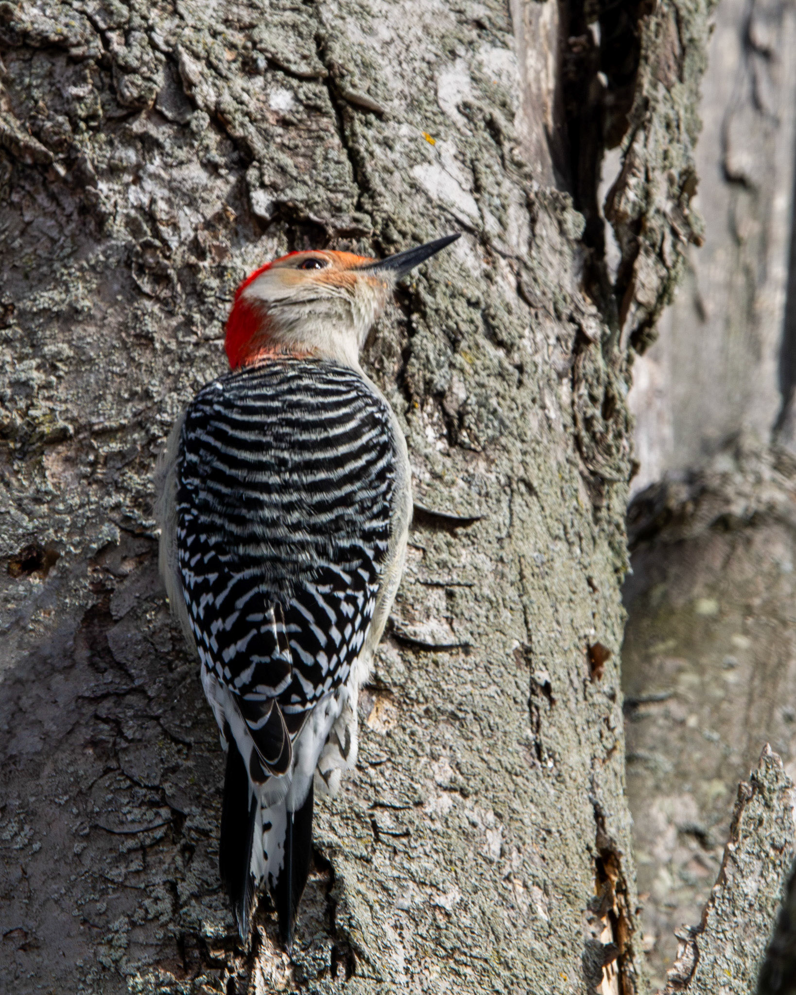 Red-bellied woodpecker