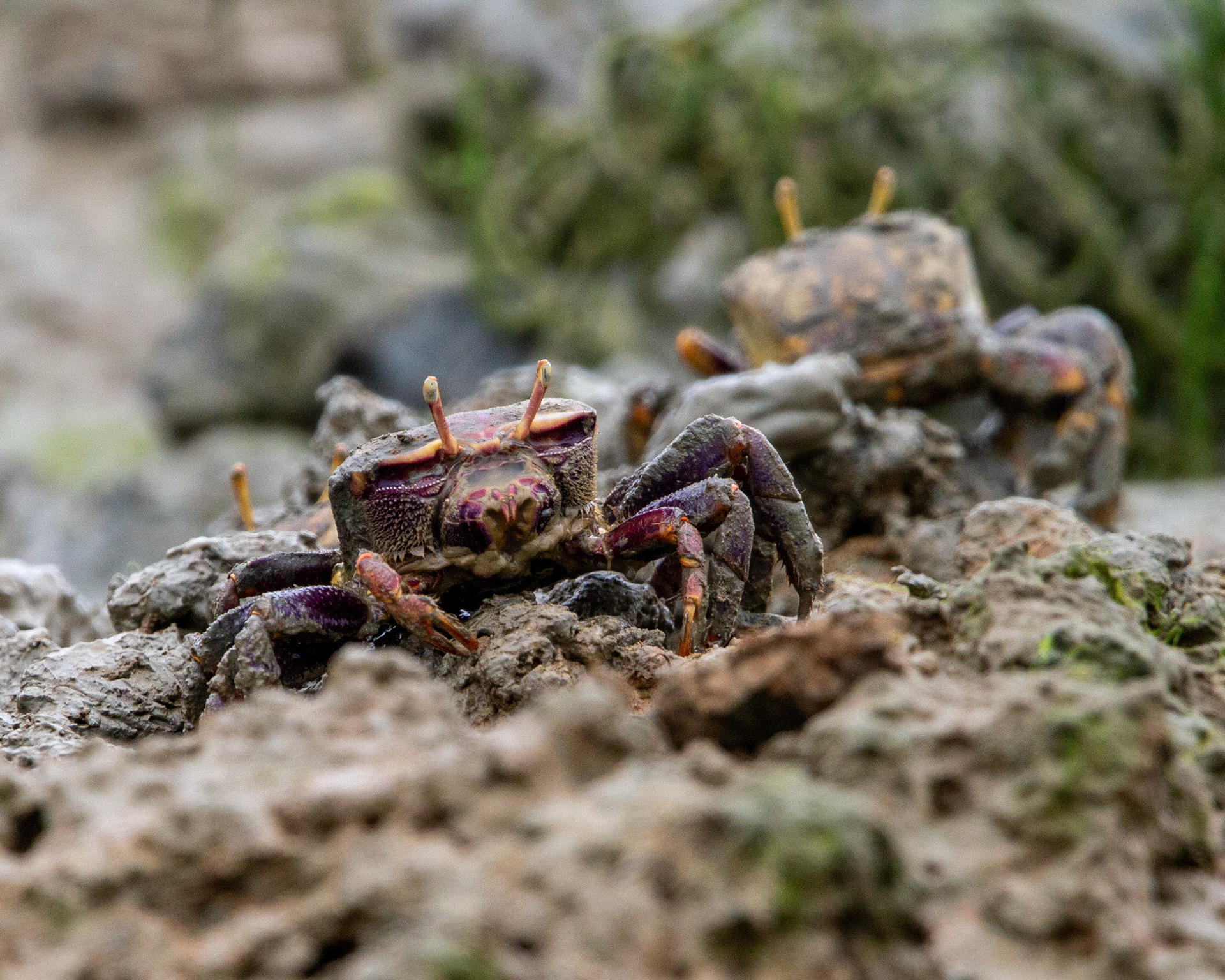 West African fiddler crab