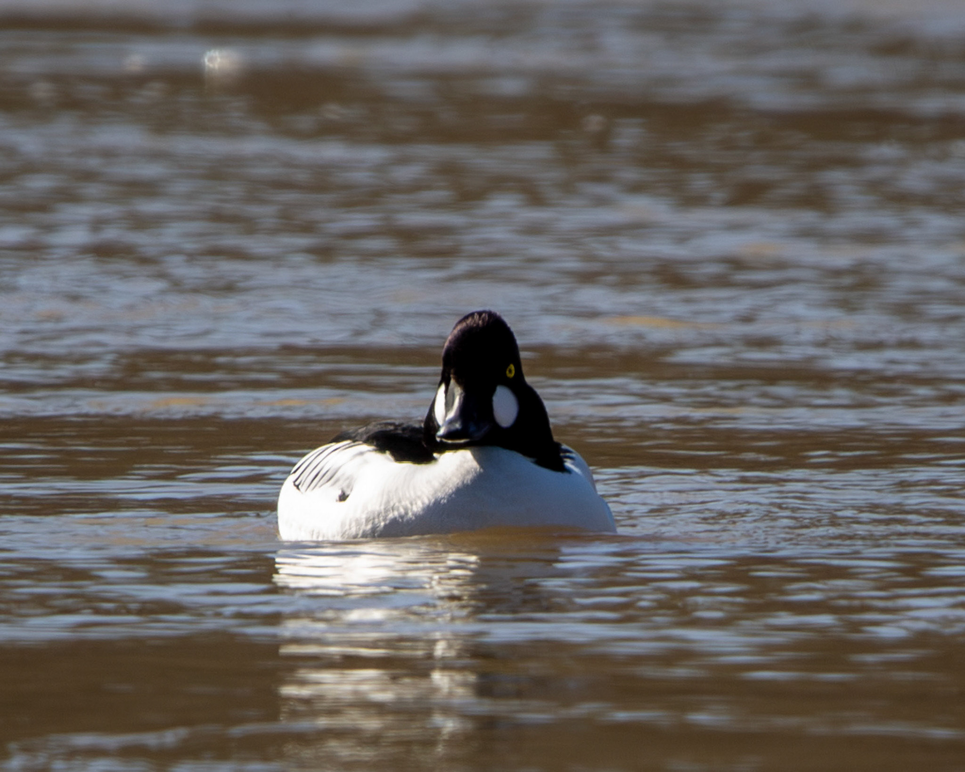 Common goldeneye