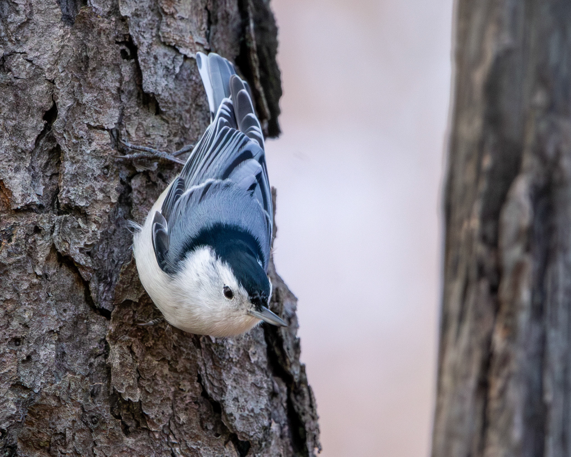White breasted nuthatch