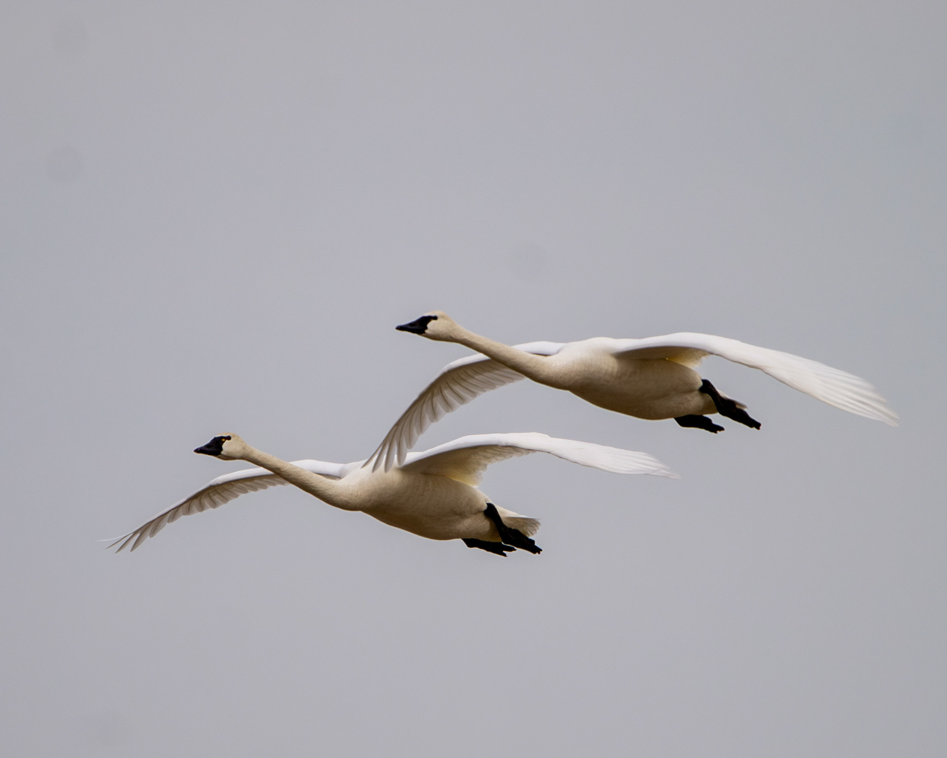 Tundra swans in flight