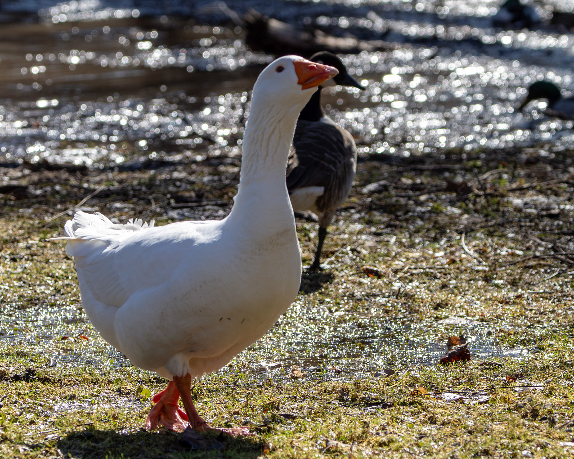 Greylag goose