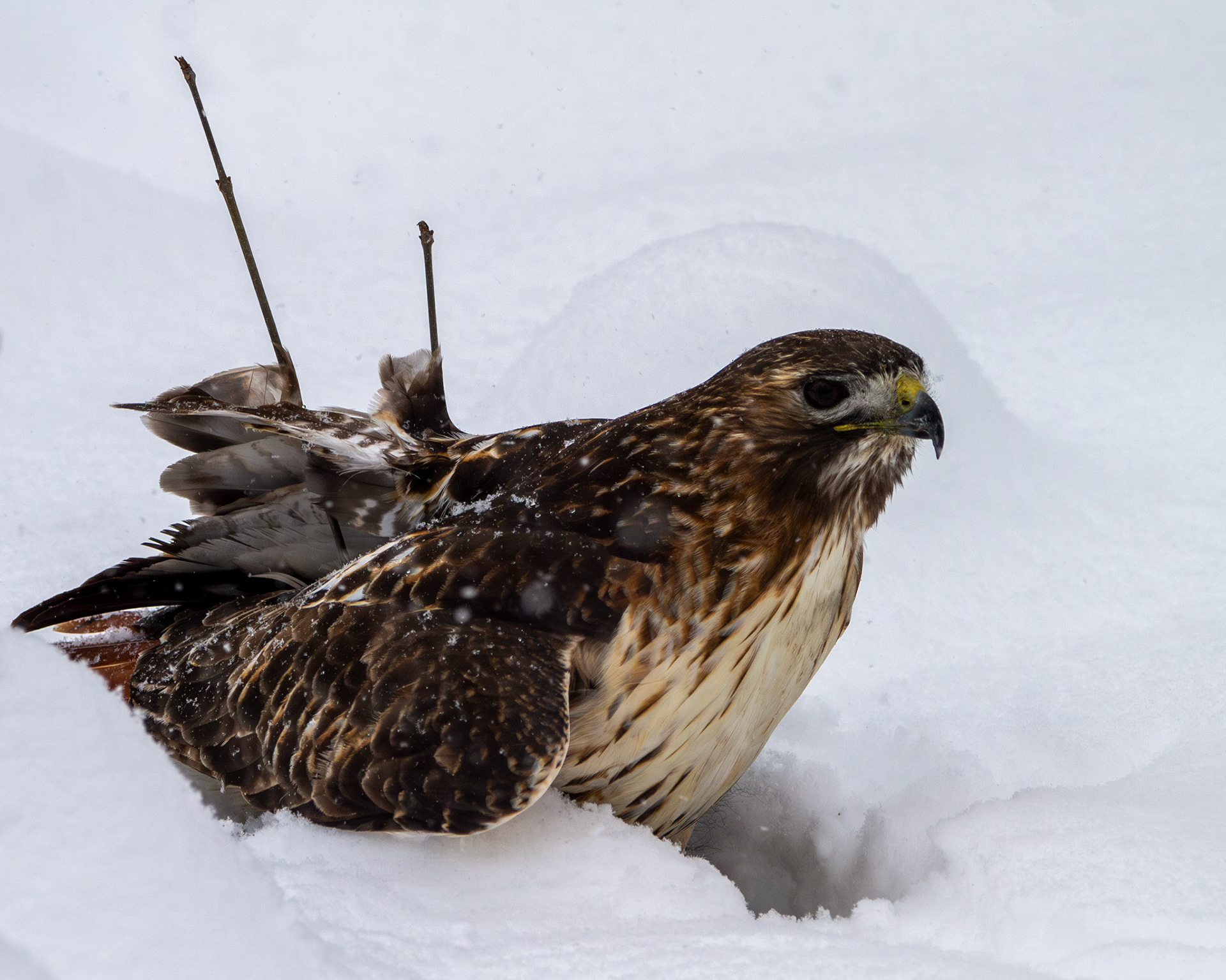 Red-tailed hawk