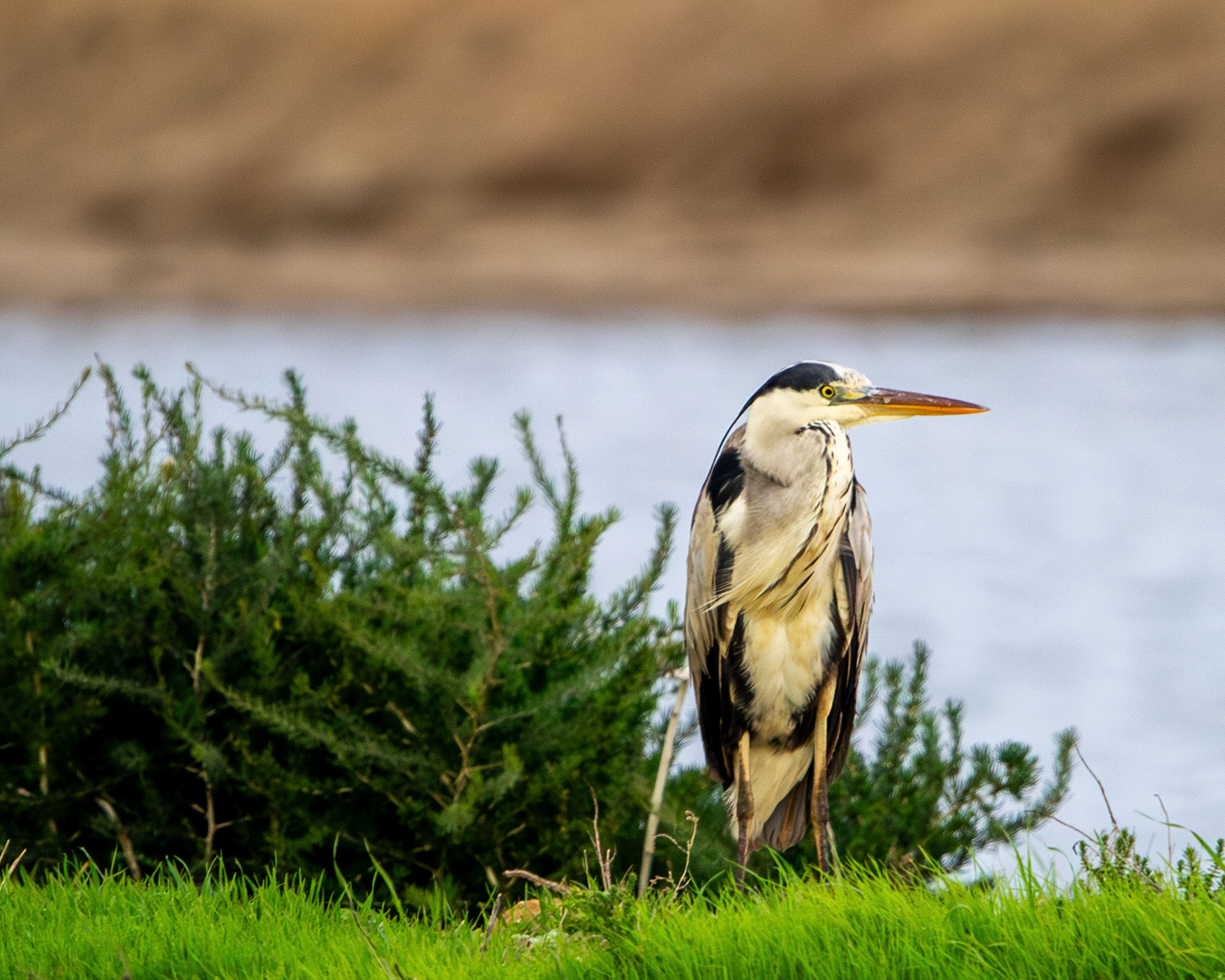 Grey heron