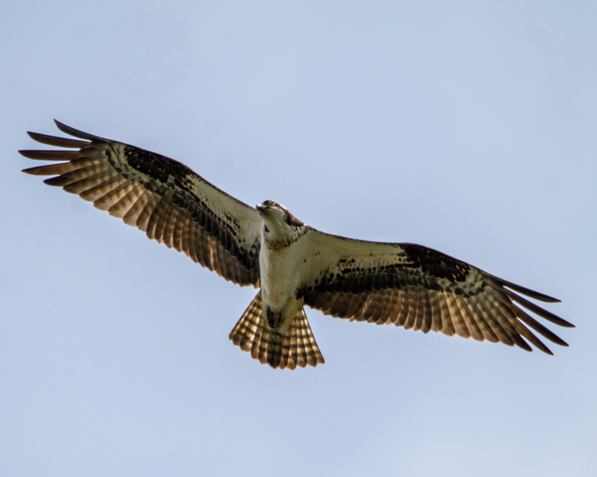 Osprey