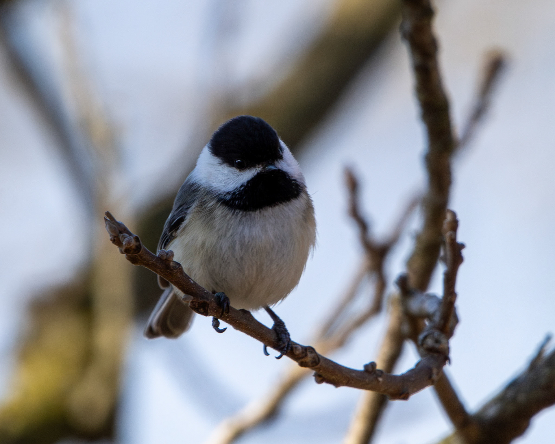 Black-capped chickadee