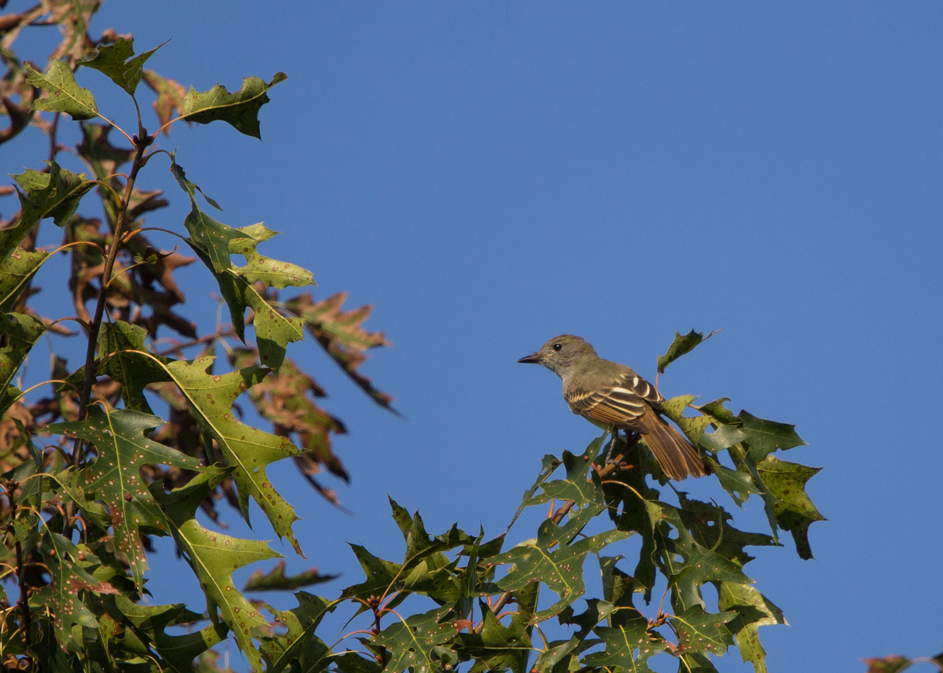 Great crested flycatcher