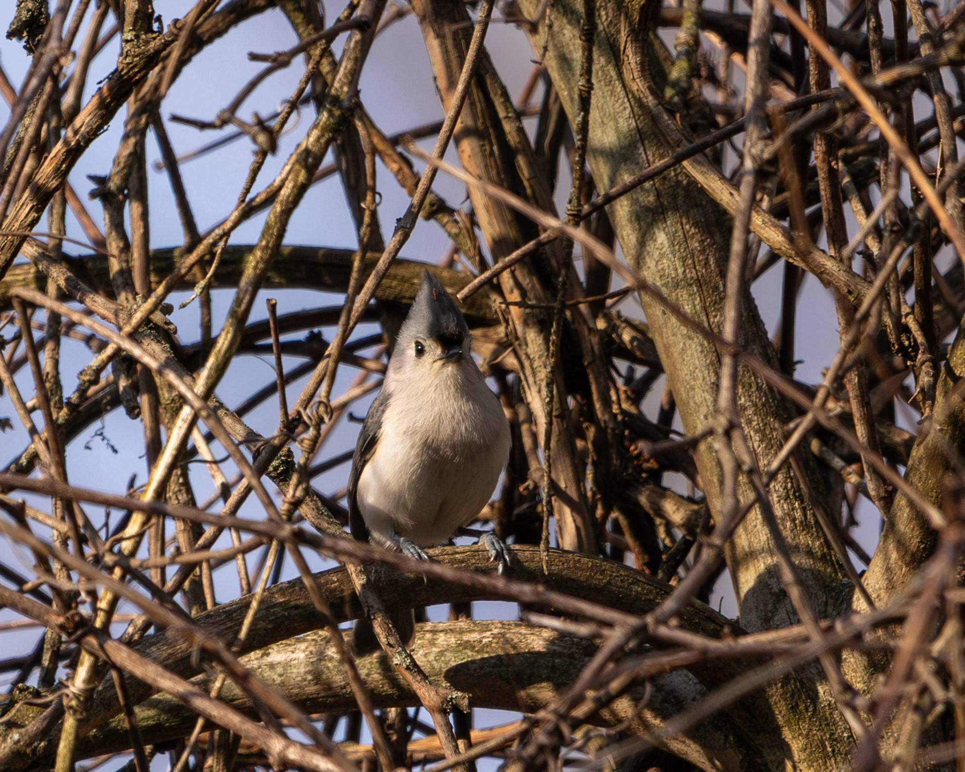 Tufted titmouse