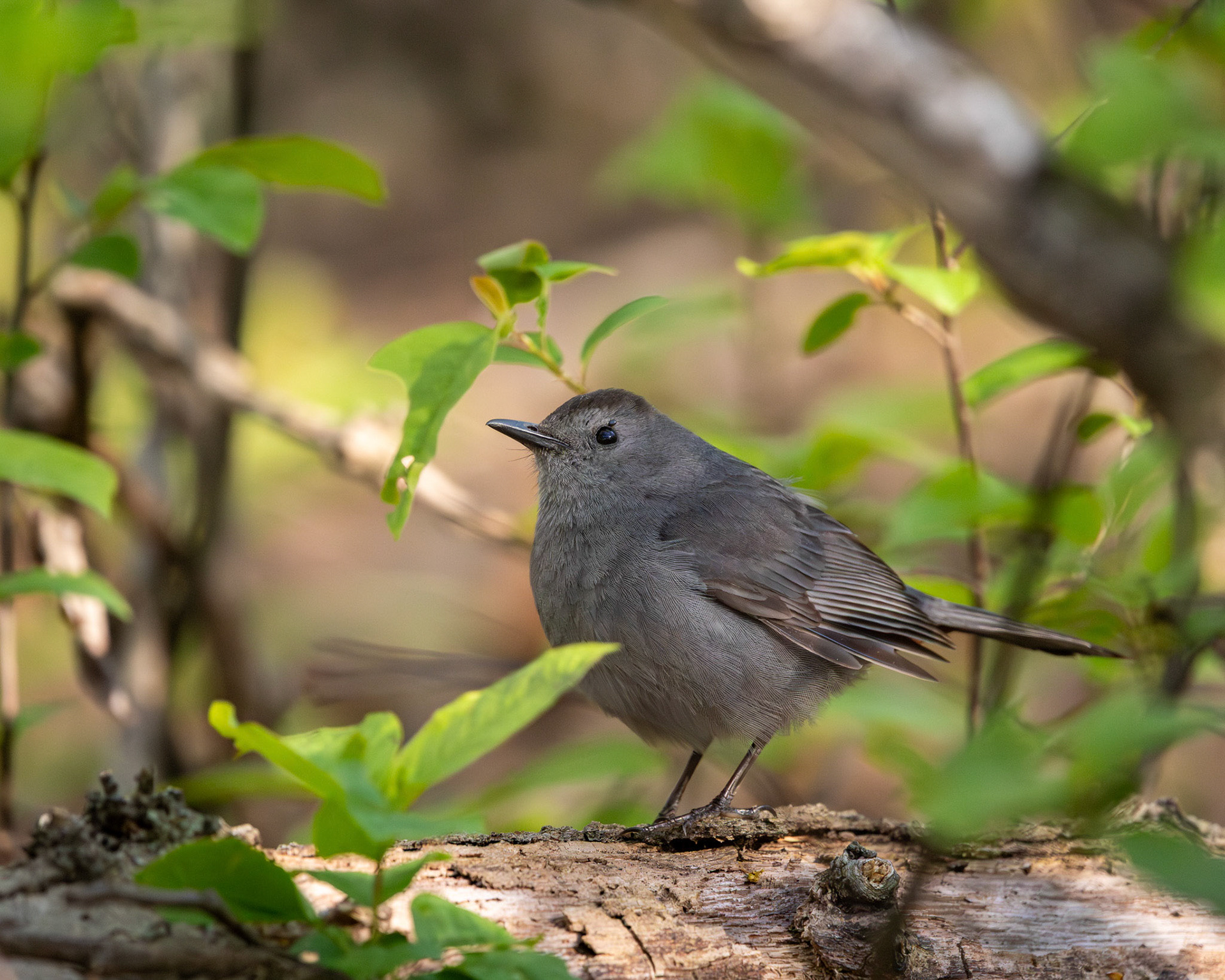 Grey catbird
