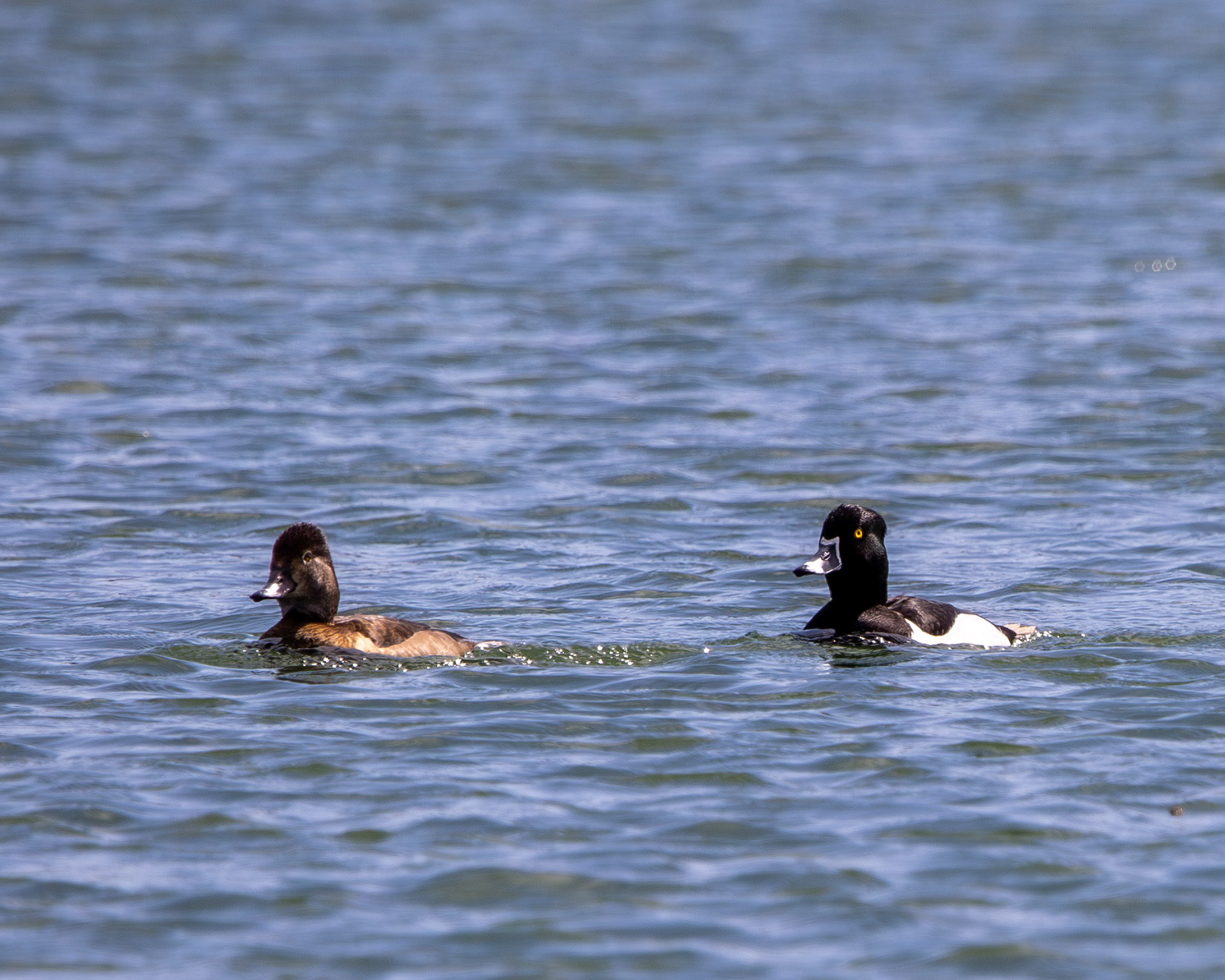 Ring-necked ducks