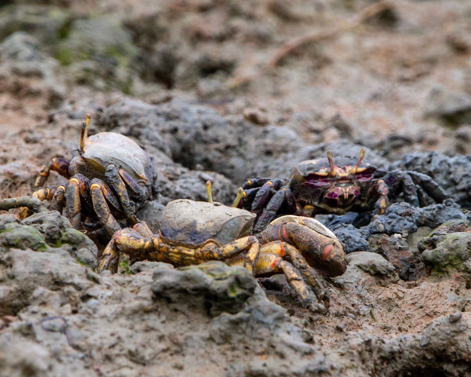 West African fiddler crab
