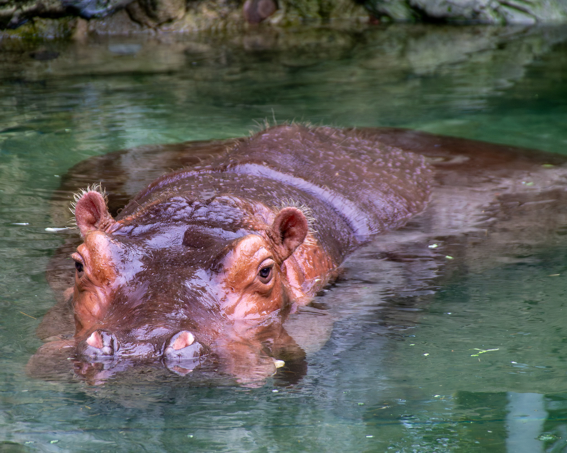 Hippopotamus