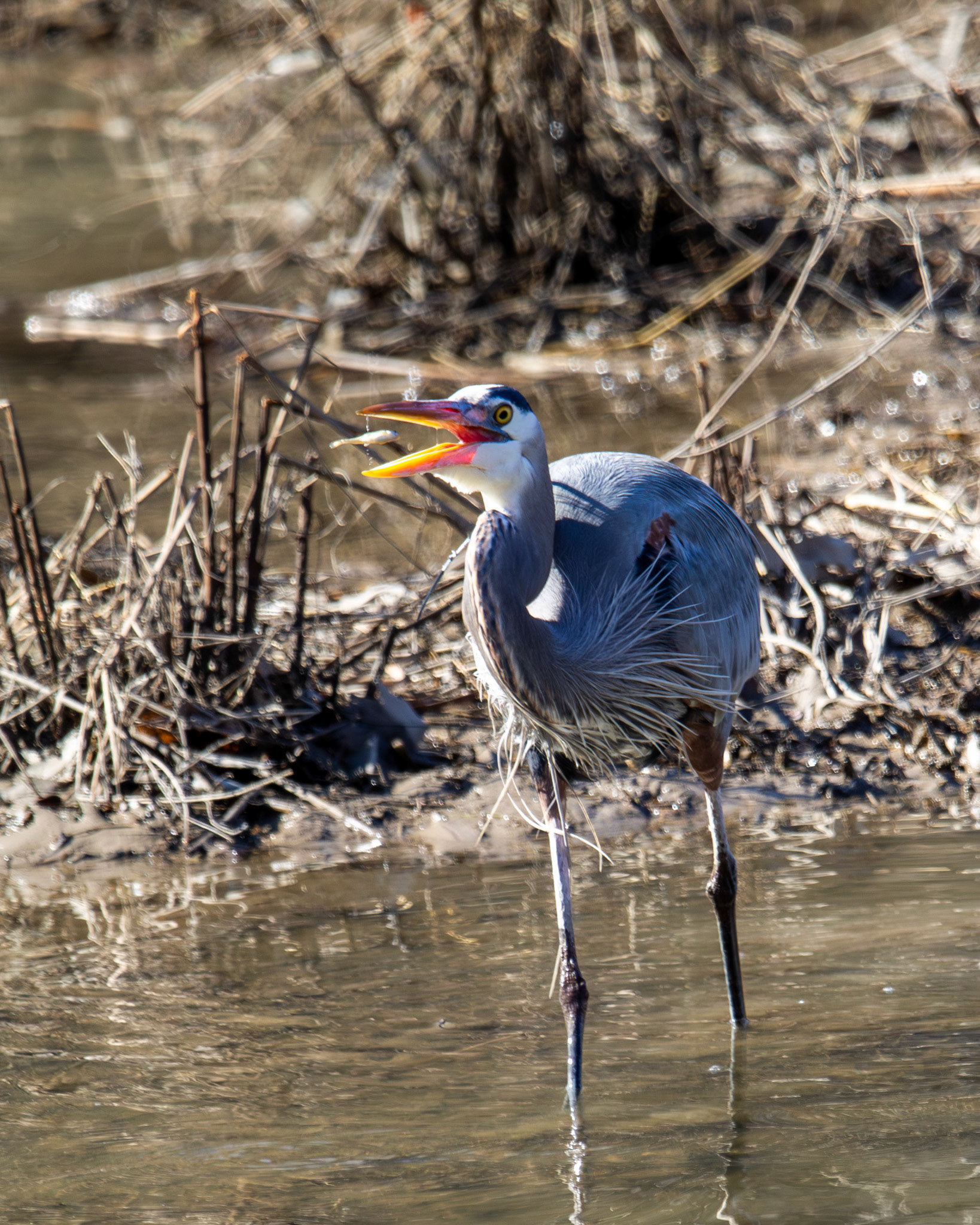 Great blue heron