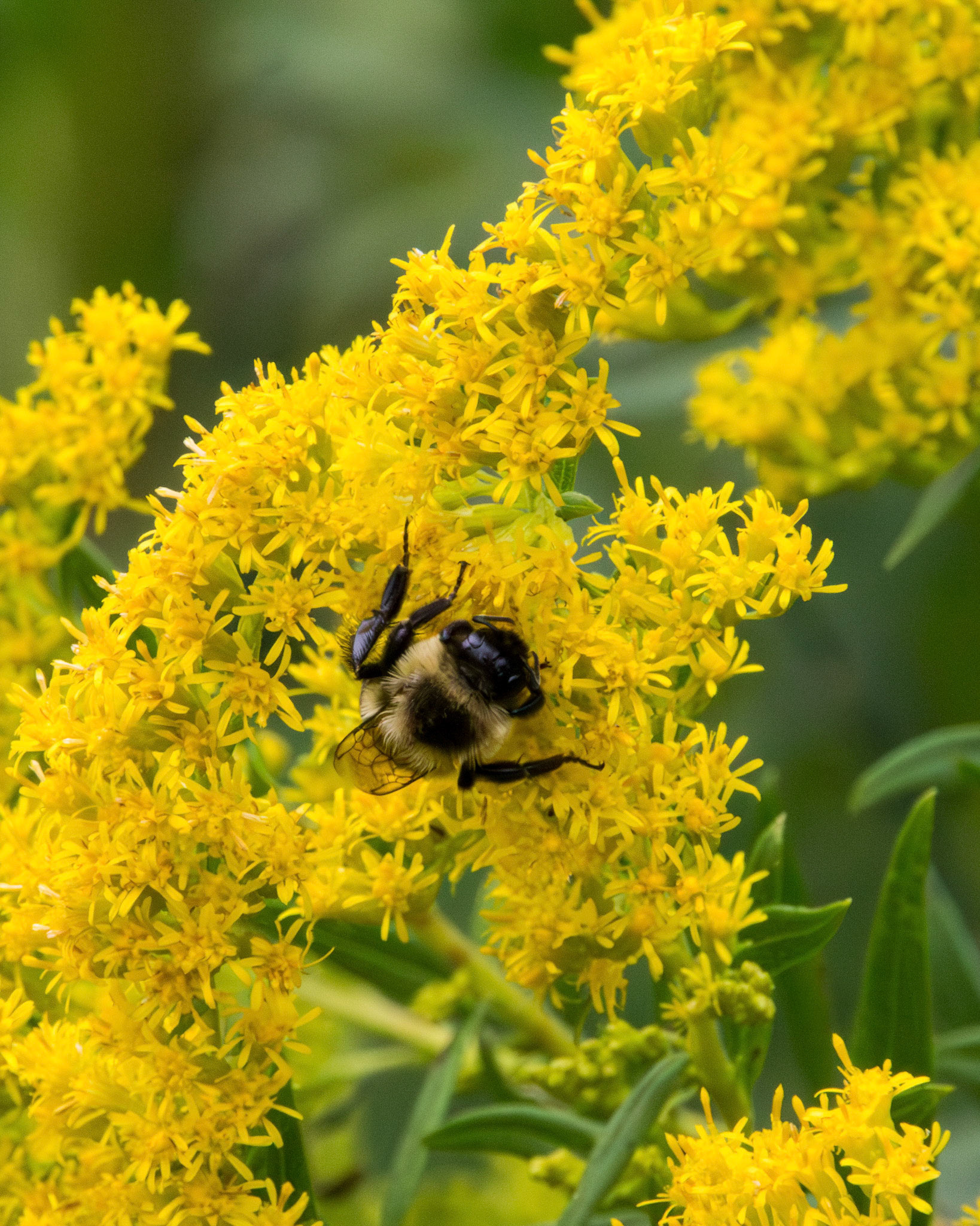 Bumblebee