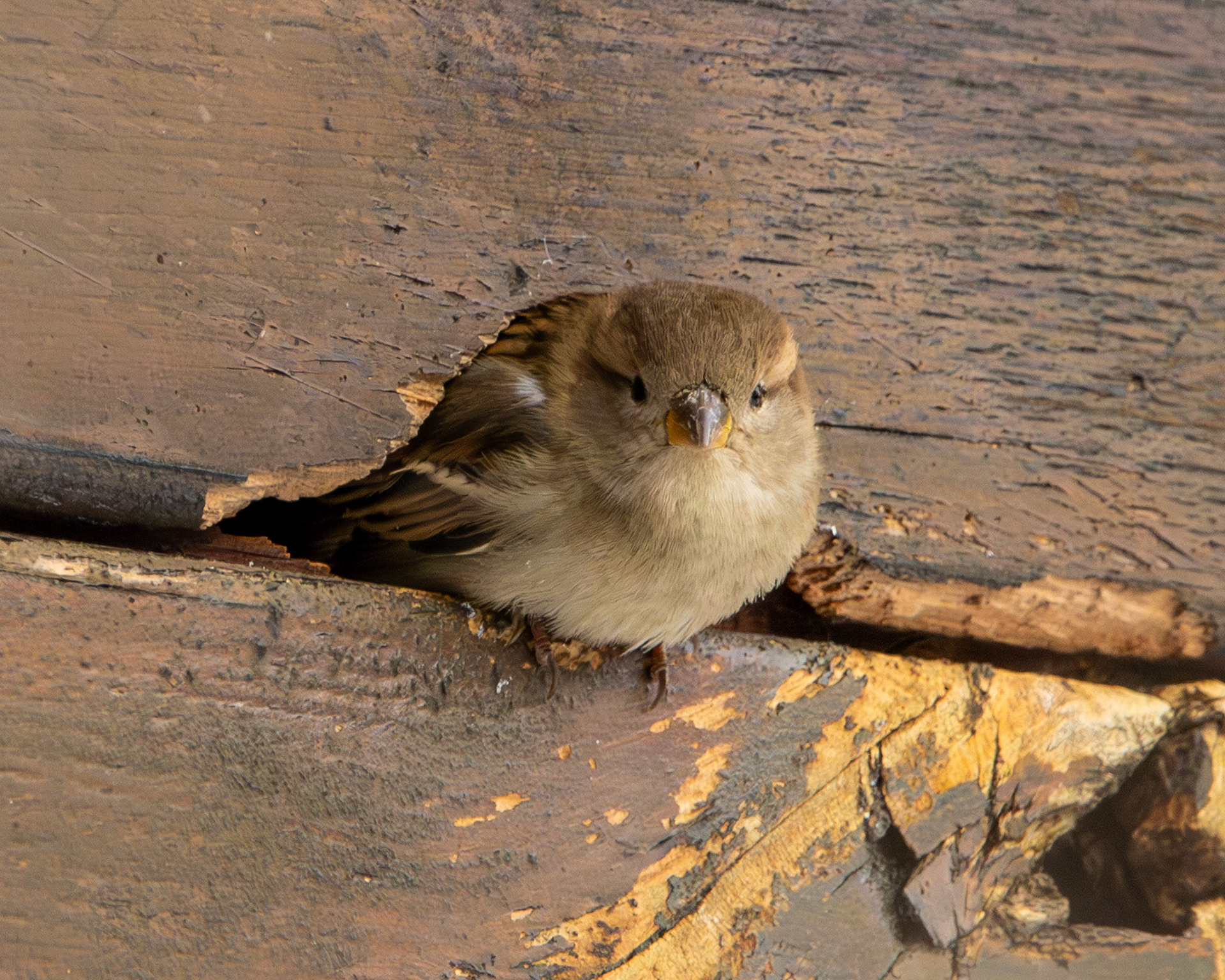 House sparrow