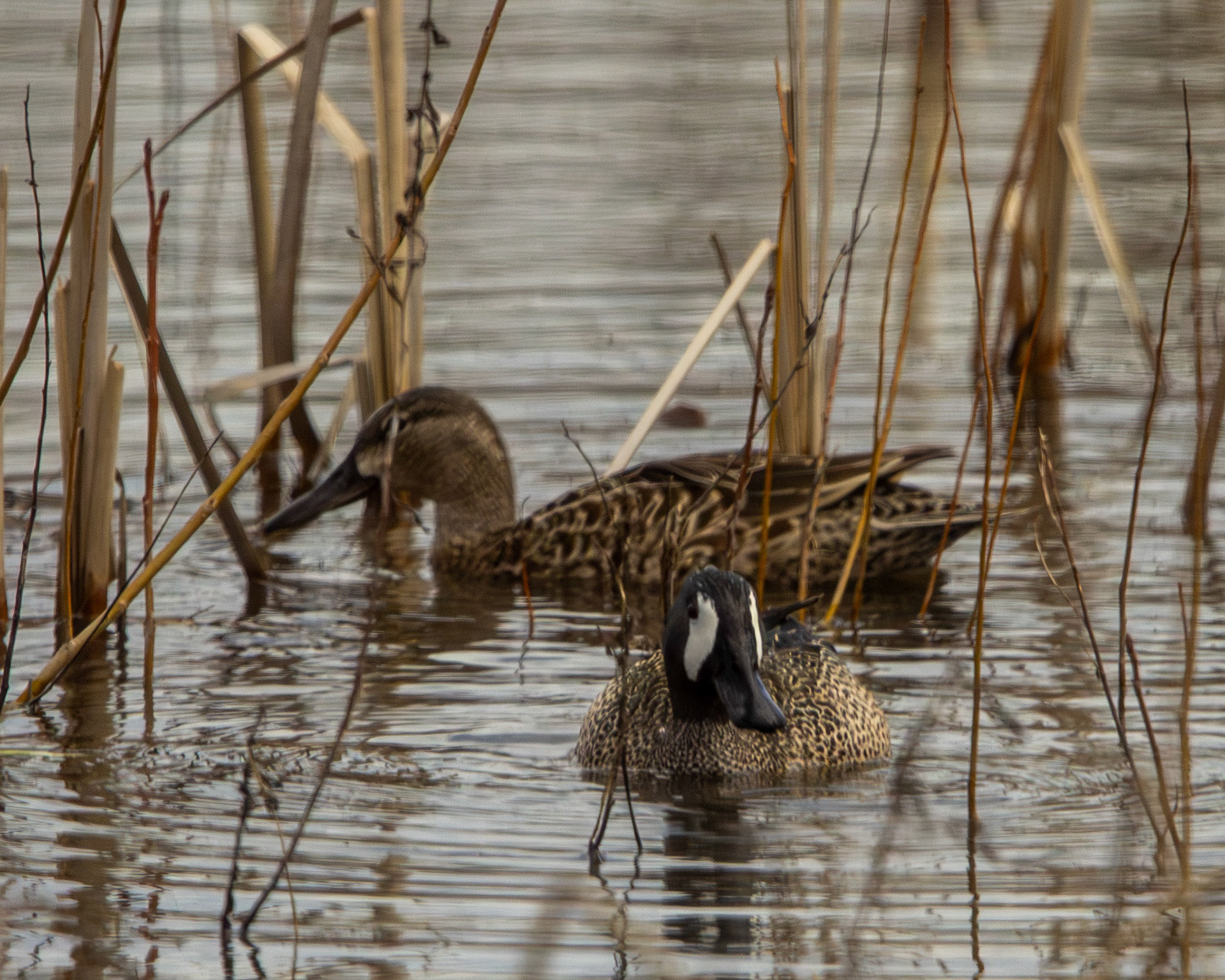 Blue-winged teal