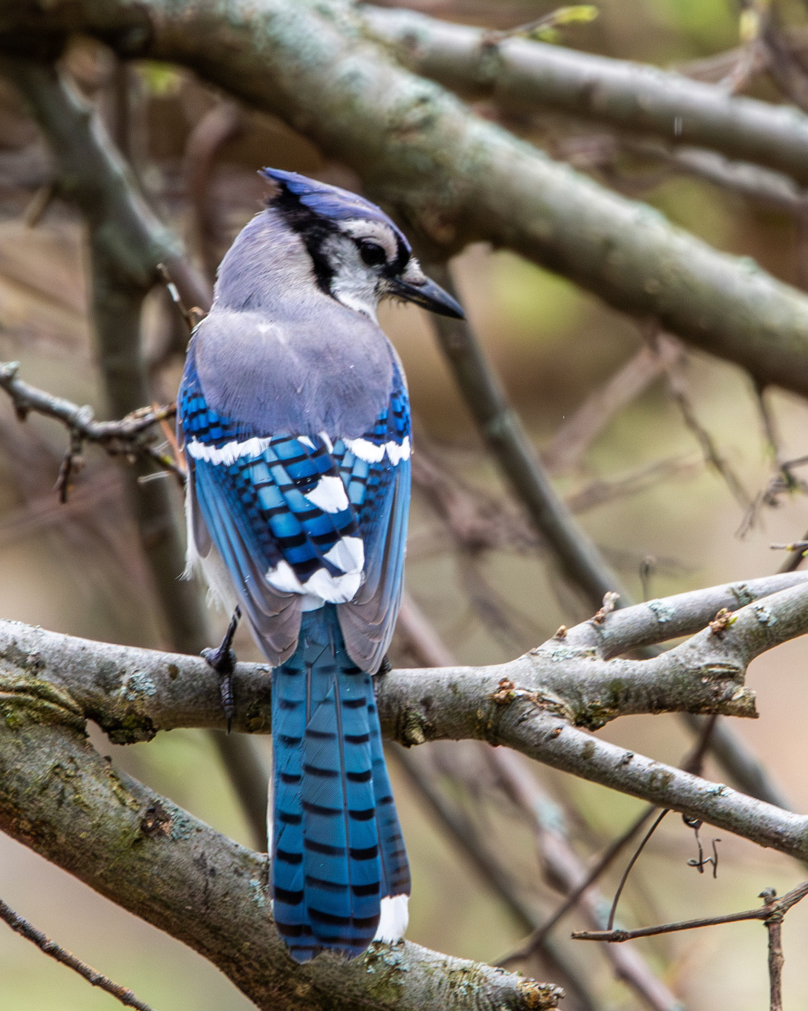 Blue jay