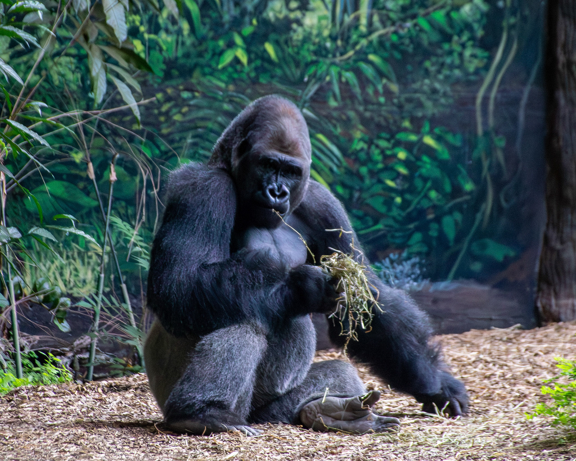 Gorilla