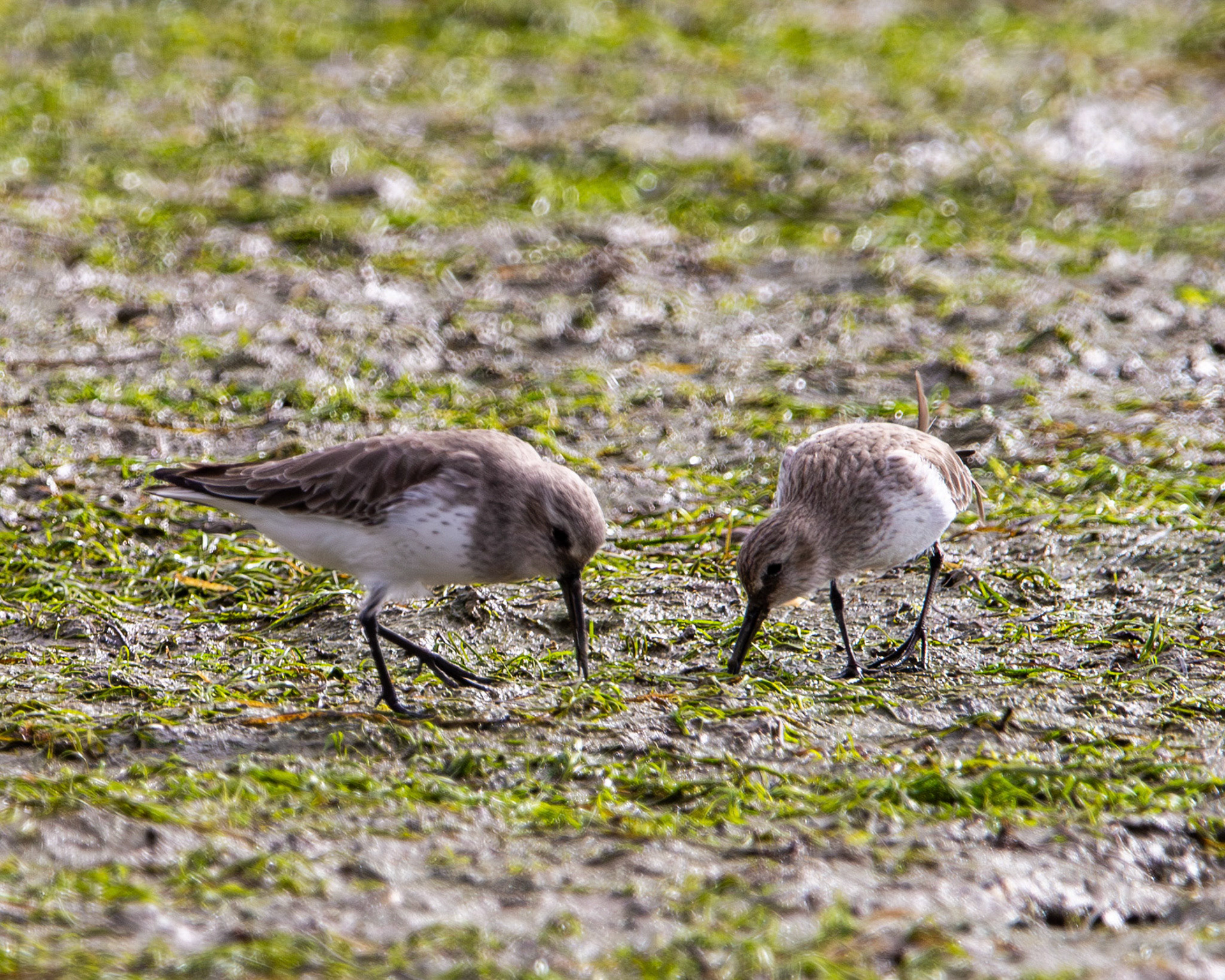Dunlins