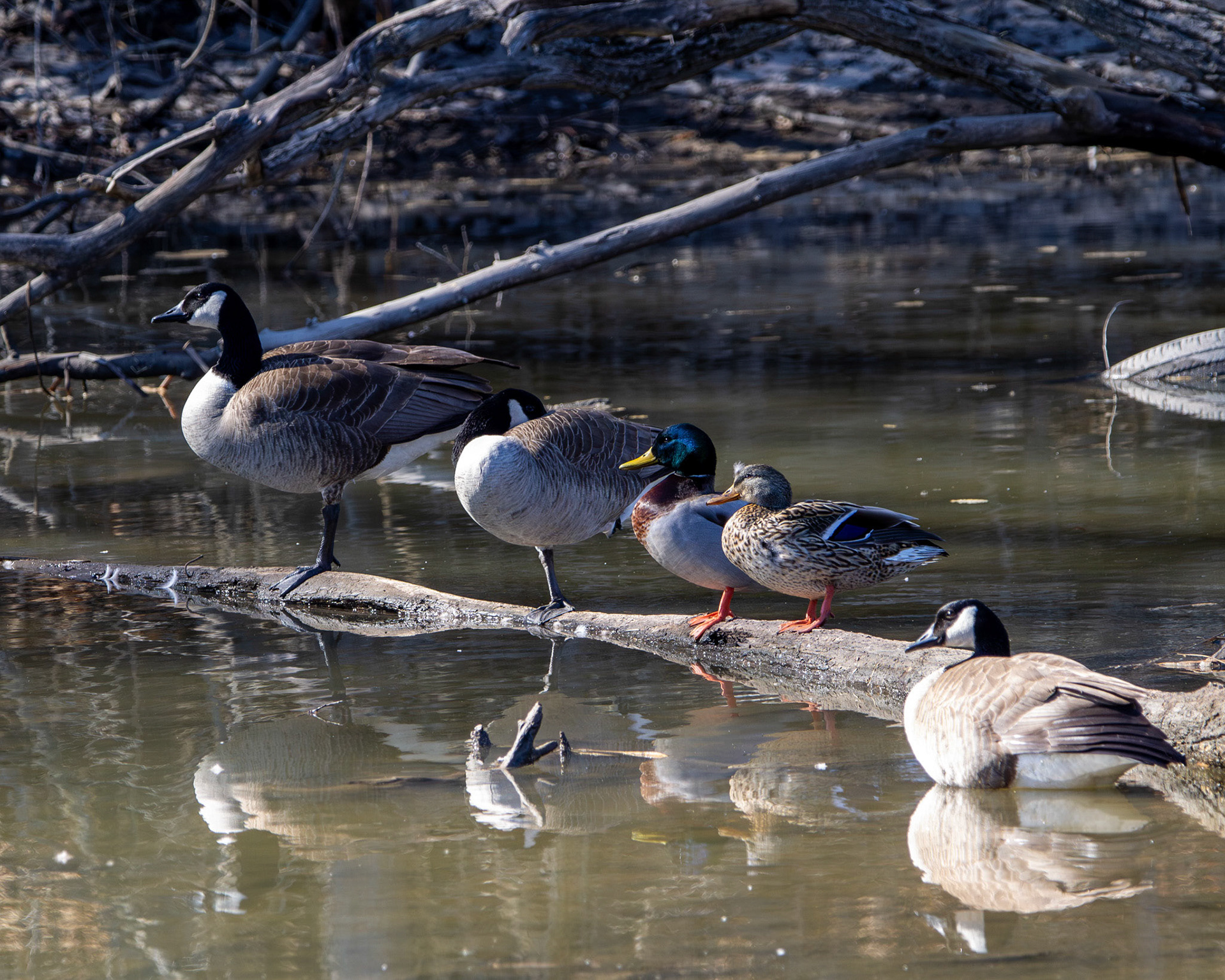 Geese and mallards