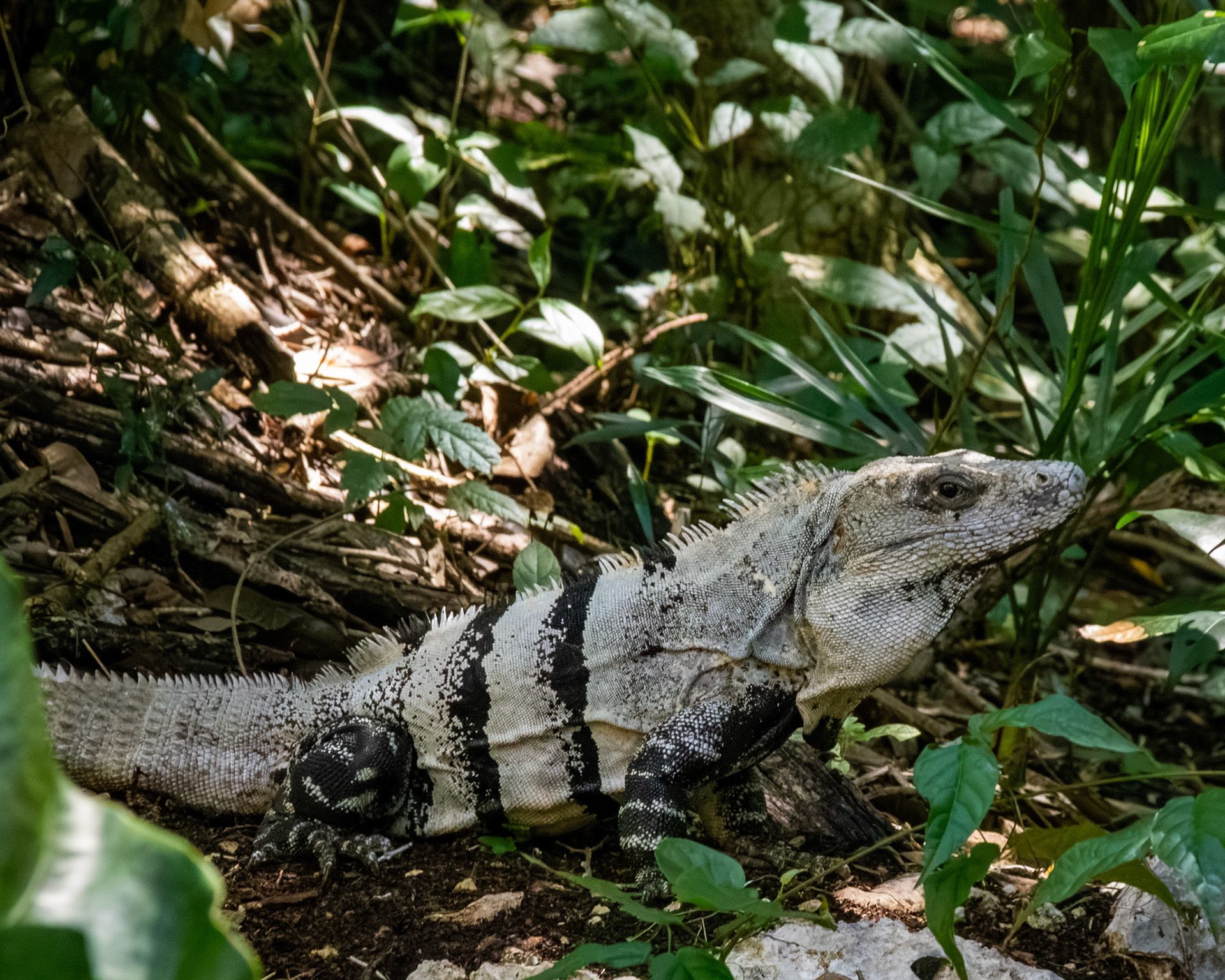 Iguana in the jungle
