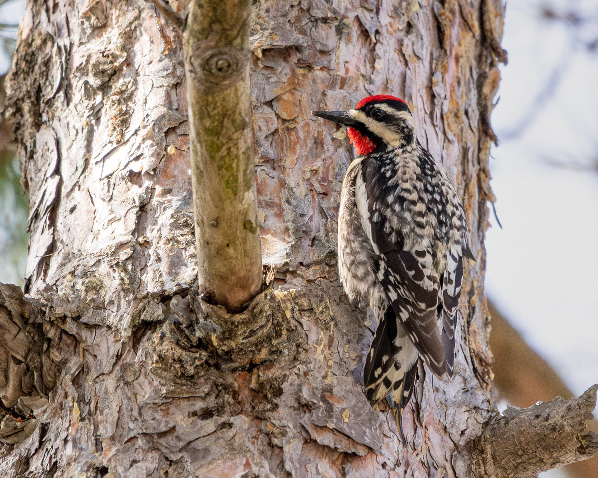 Yellow-bellied sapsucker