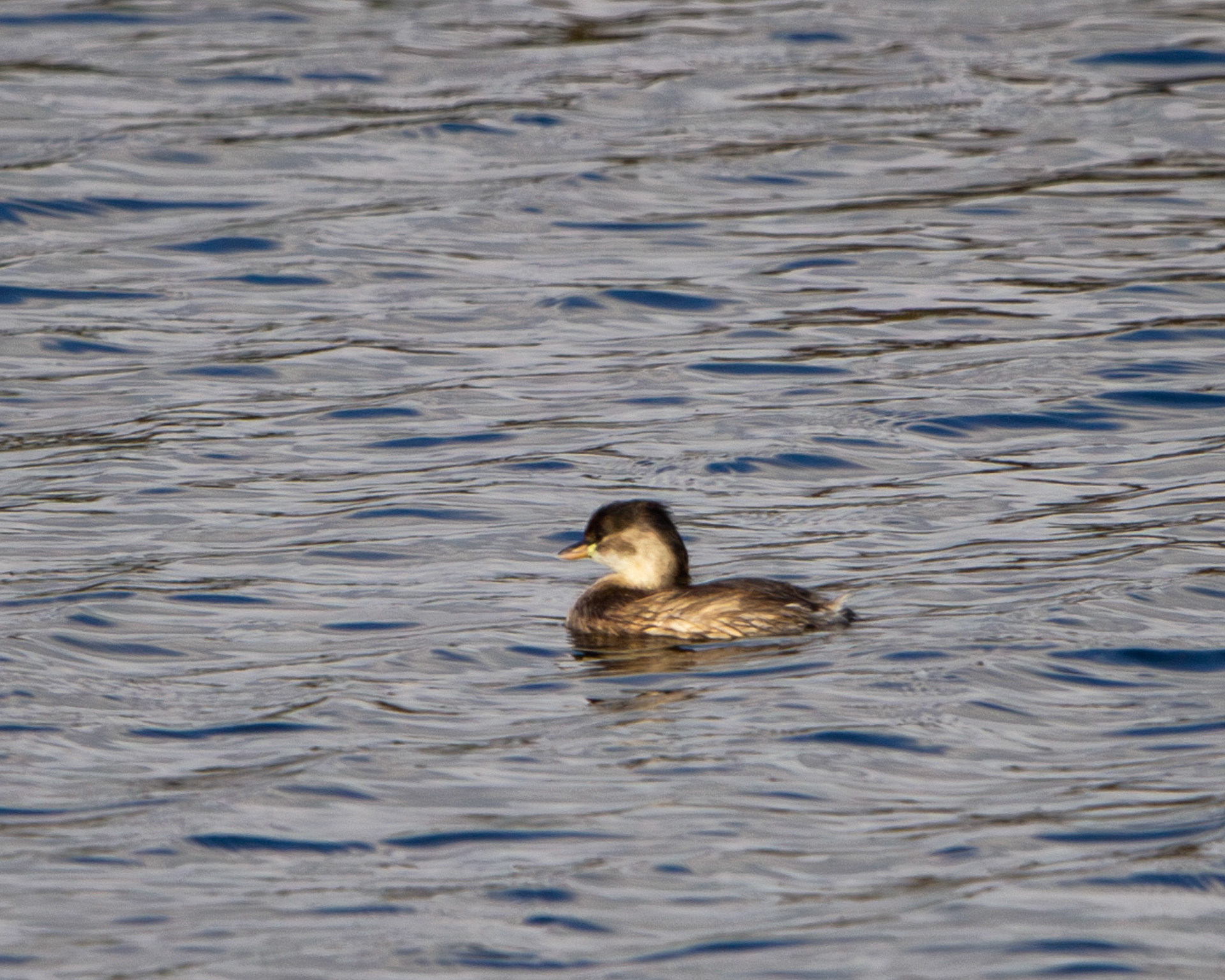 Little grebe
