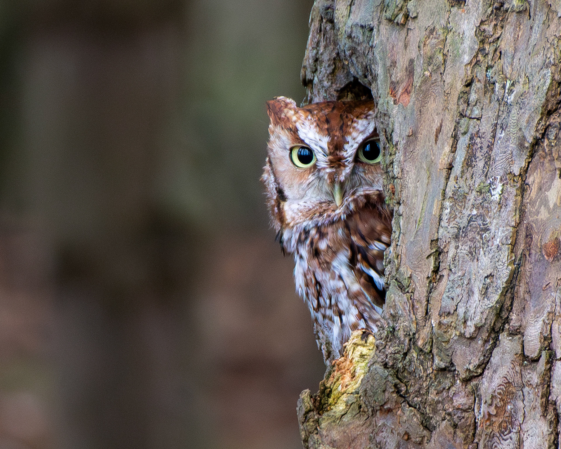 Orange screech owl
