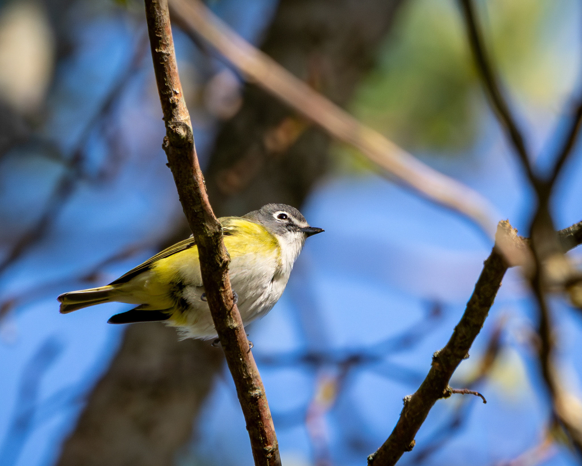 Blue-headed vireo