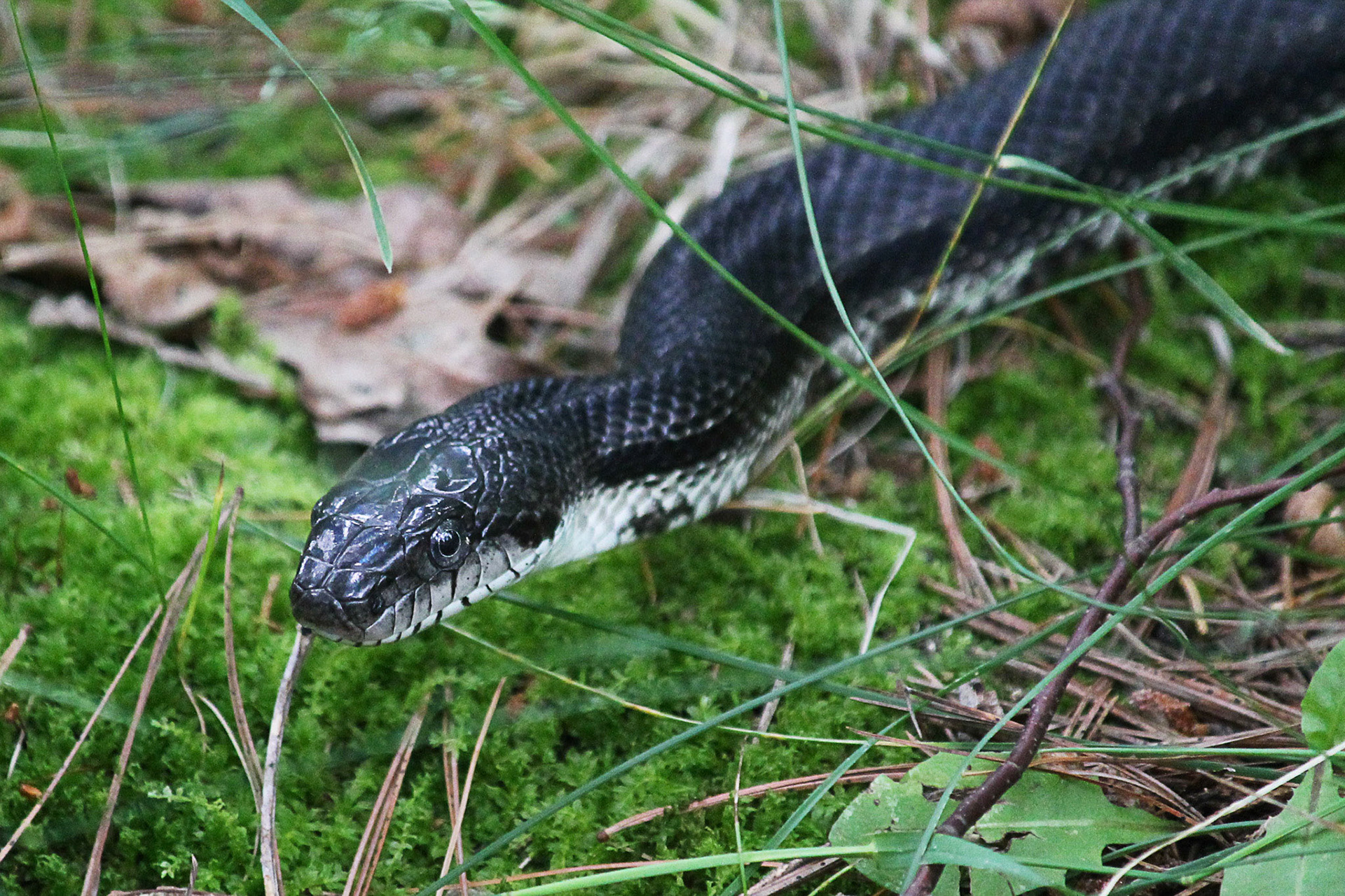 Rat snake