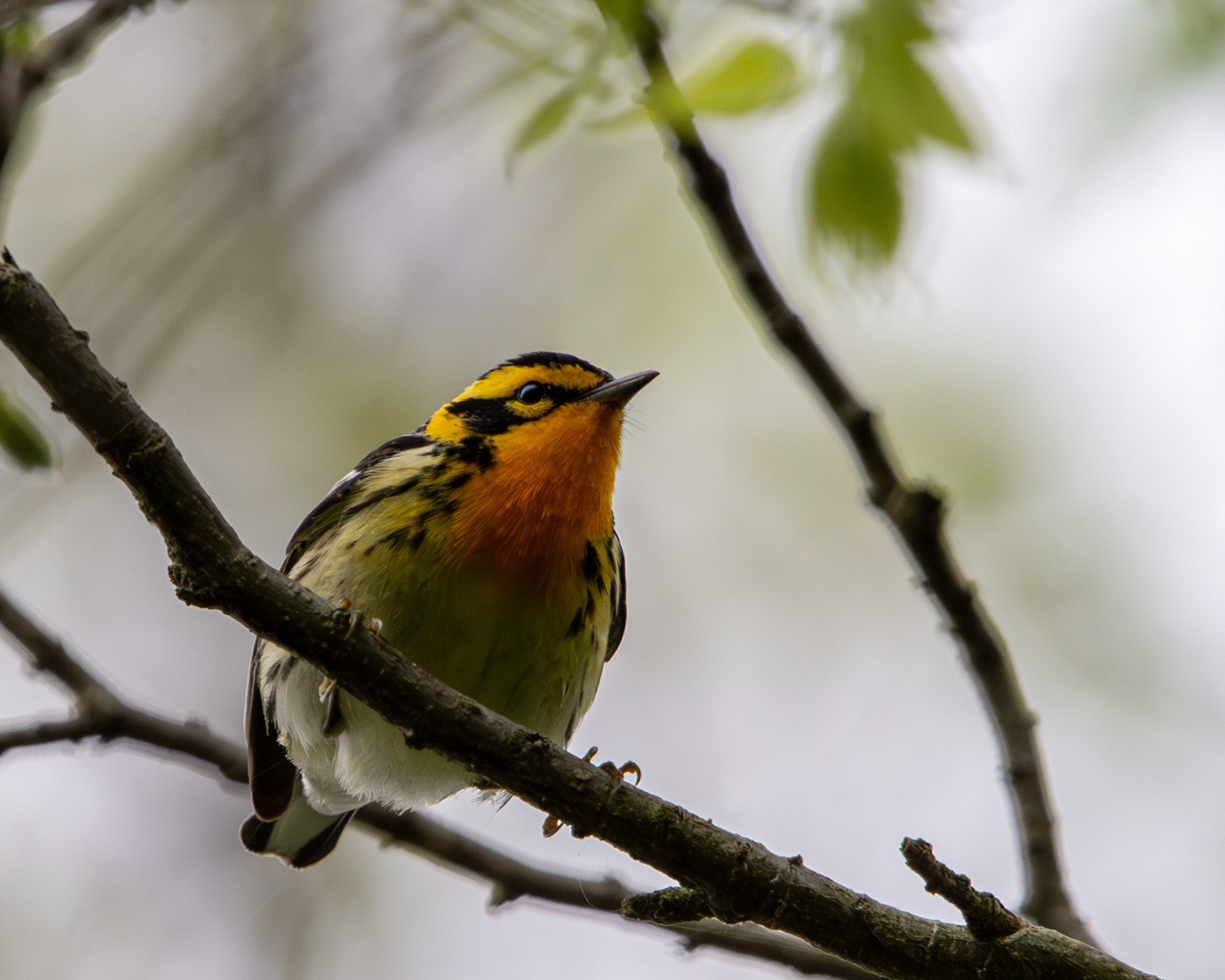 Blackburnian warbler
