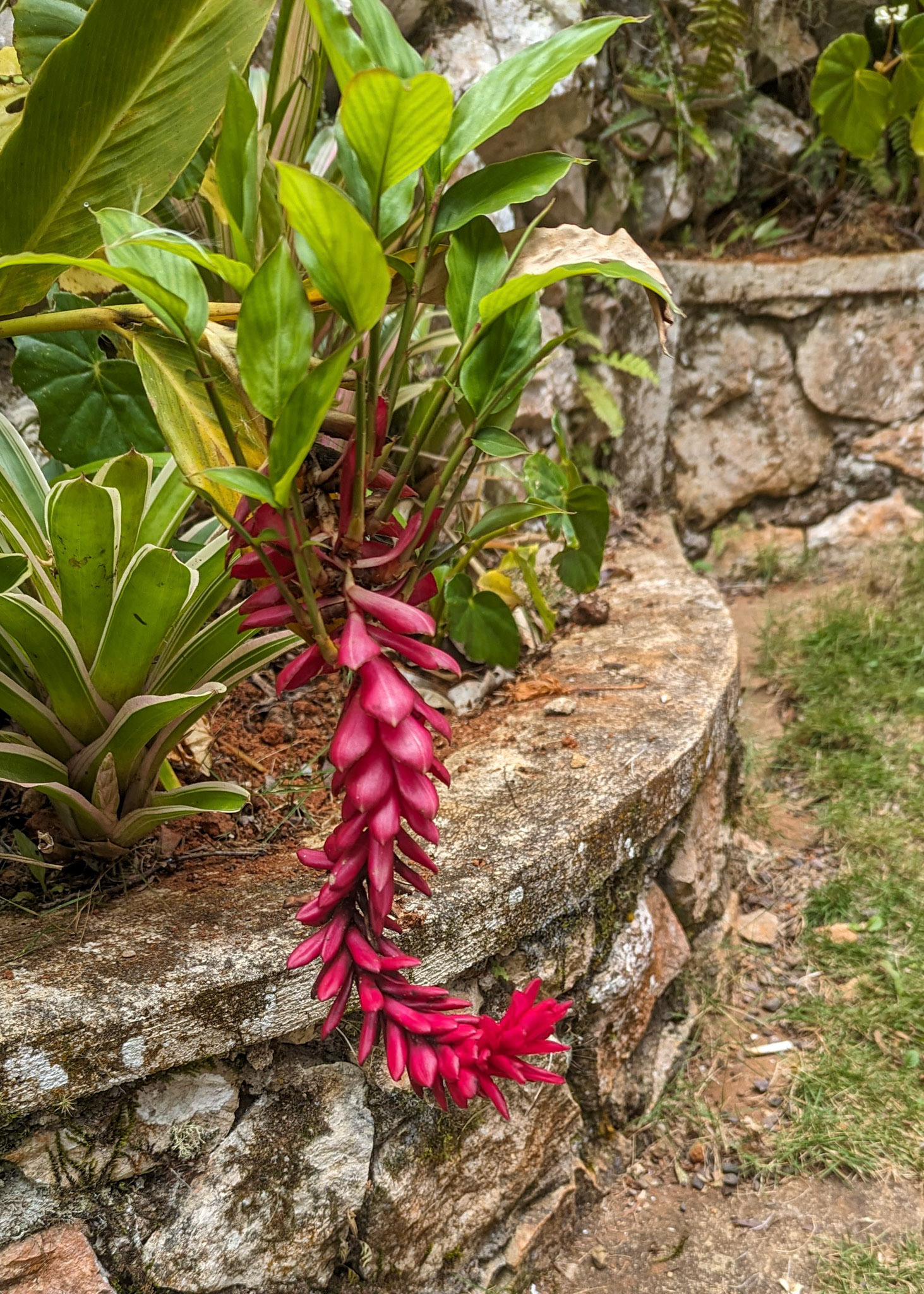 Red ginger