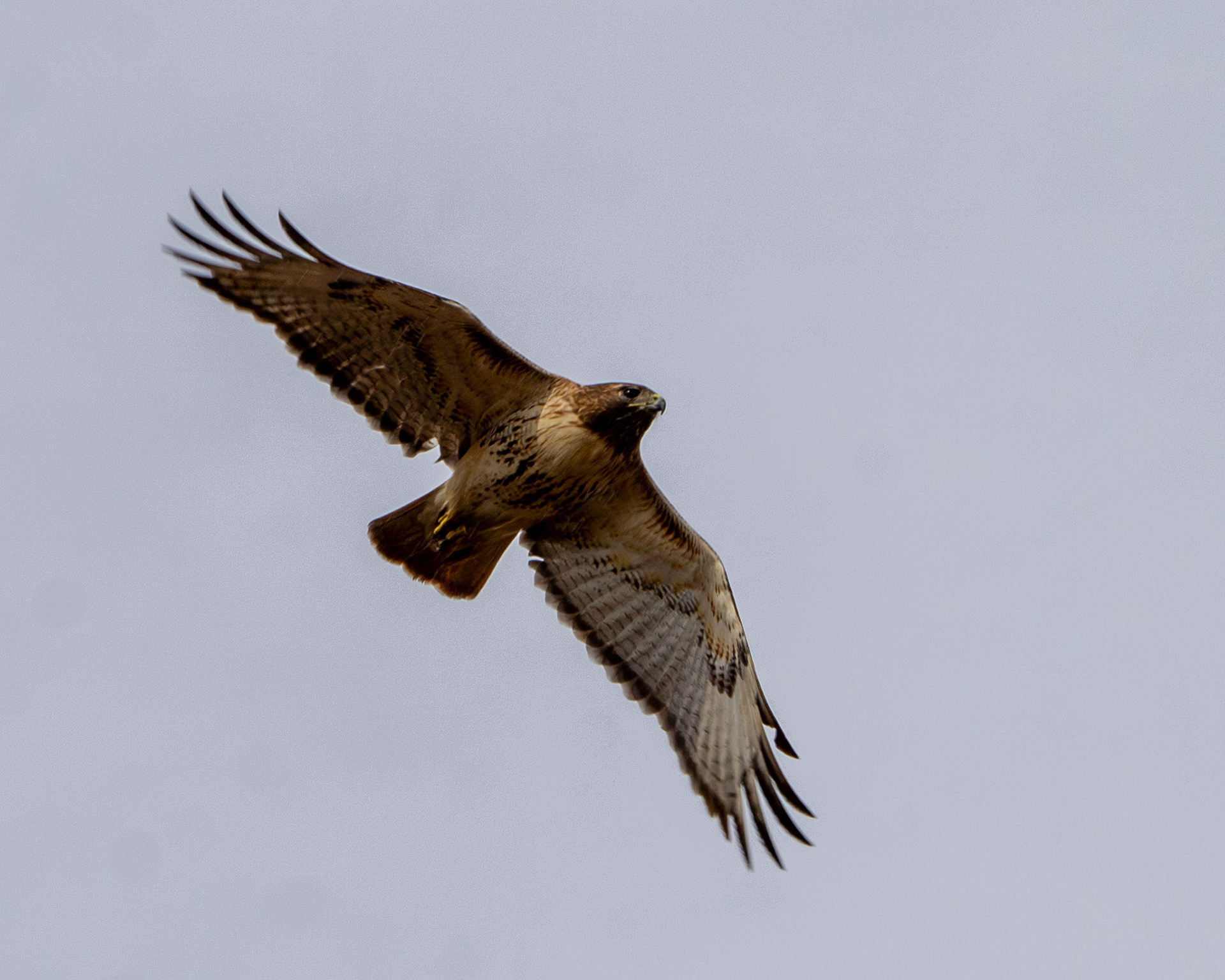 Red-tailed hawk