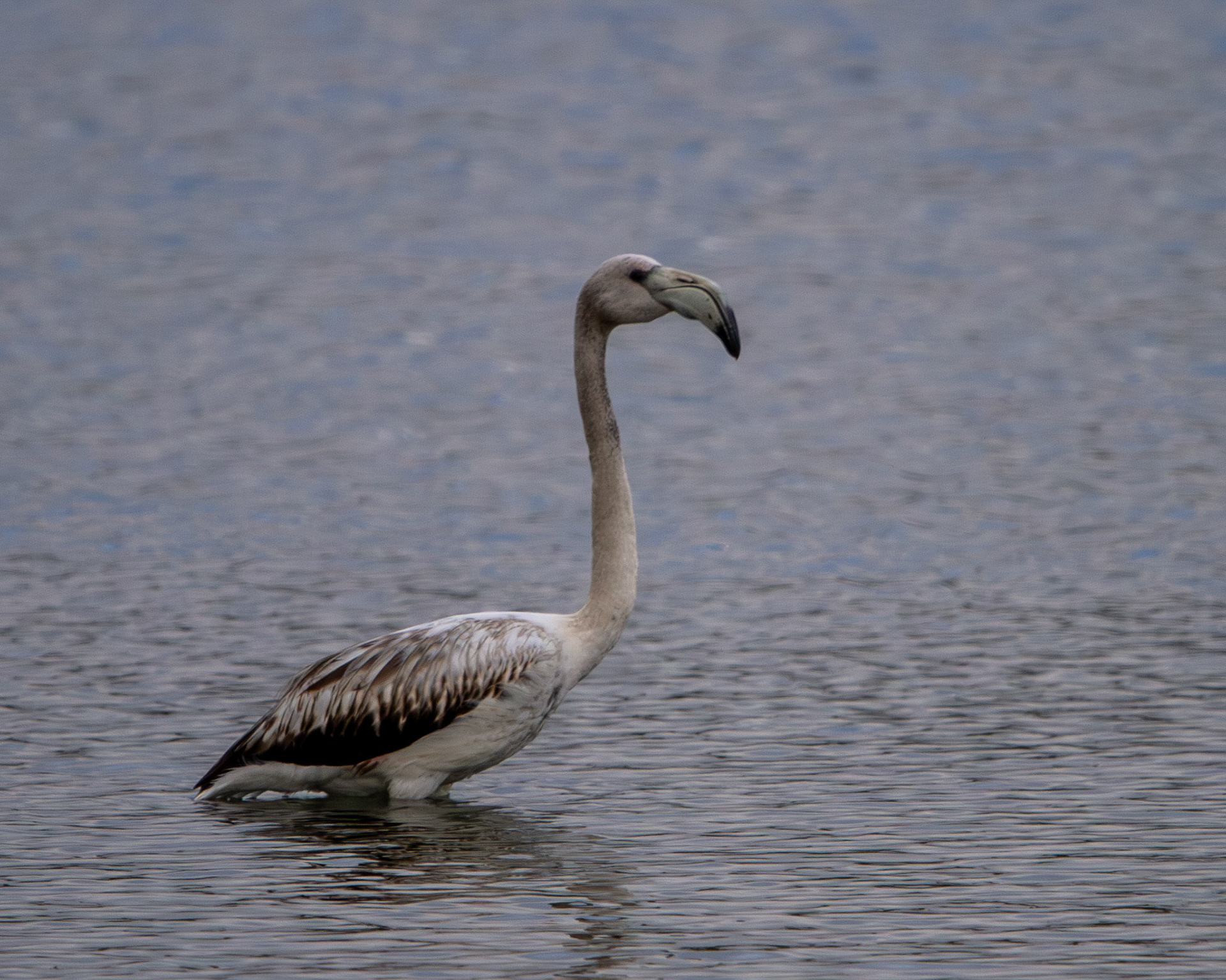 Greater flamingo