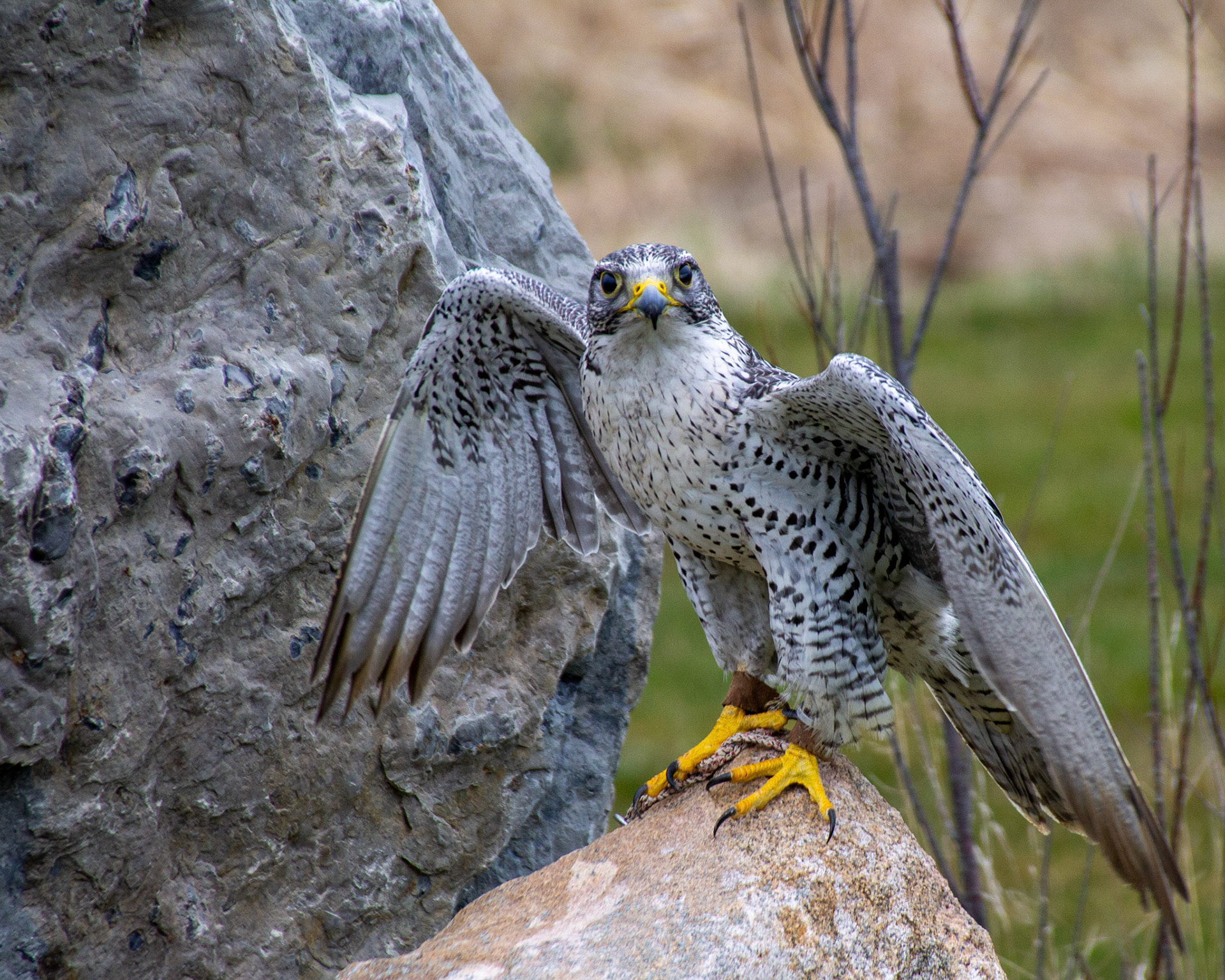 Gyyrfalcon