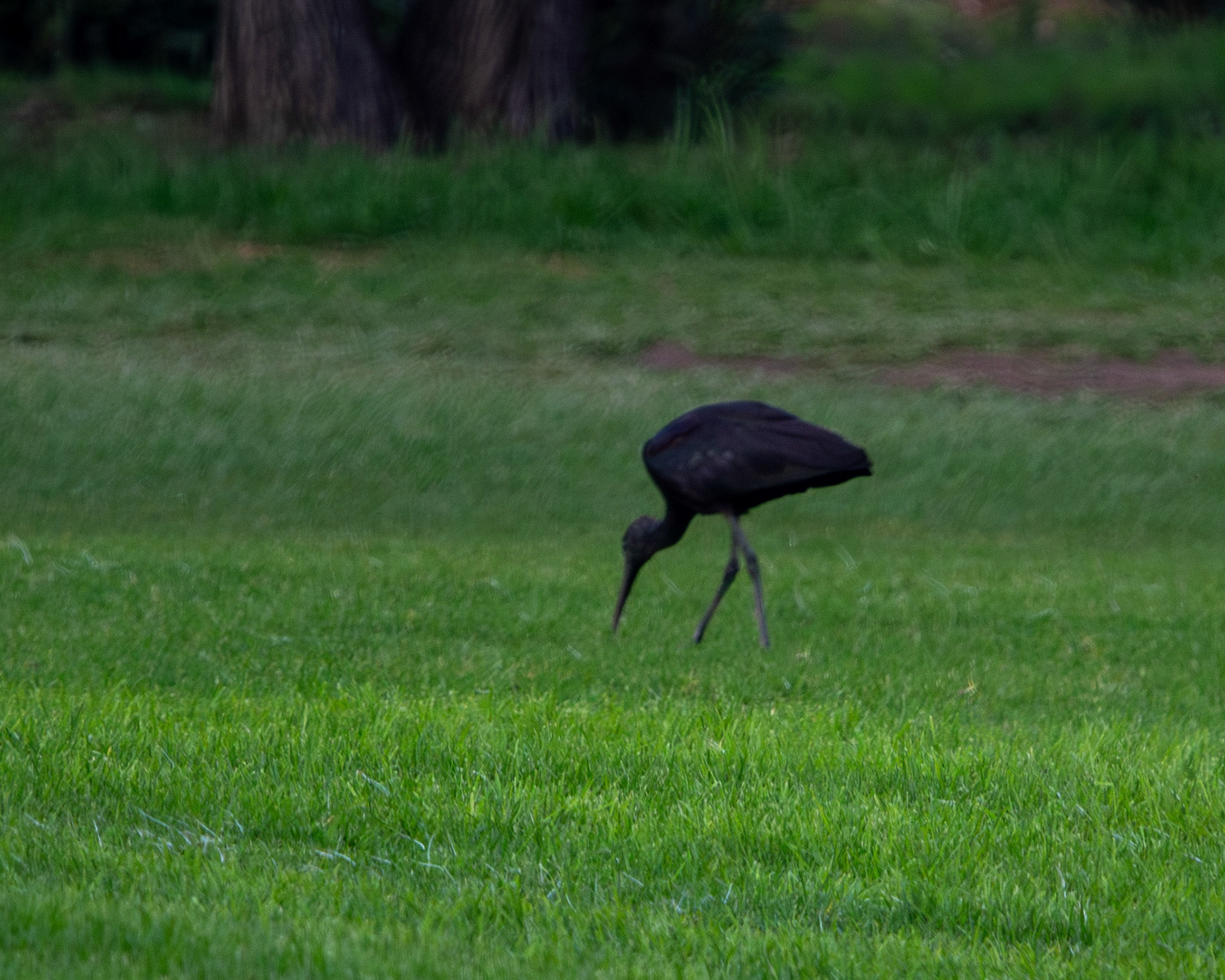 Glossy ibis