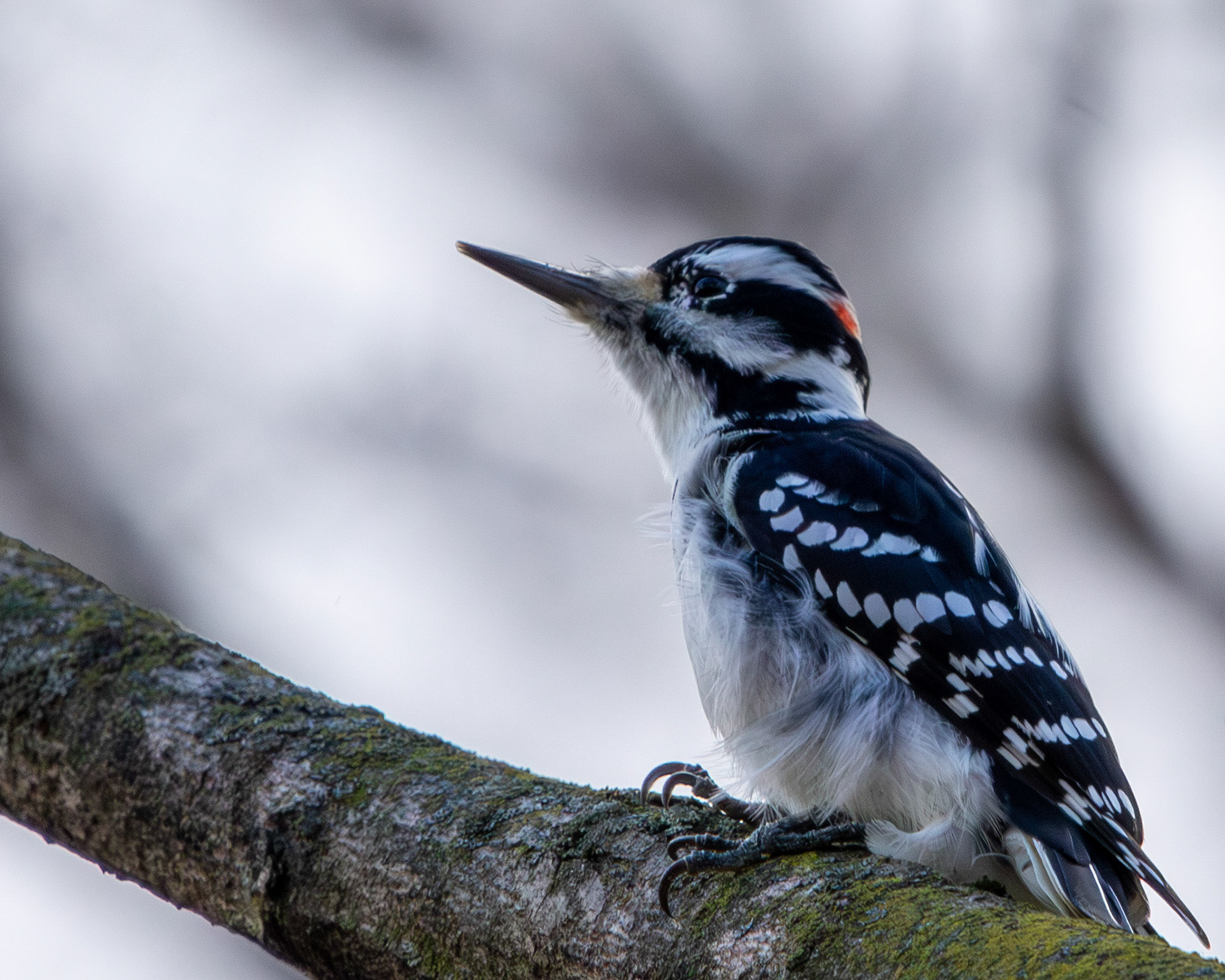 Hairy woodpecker