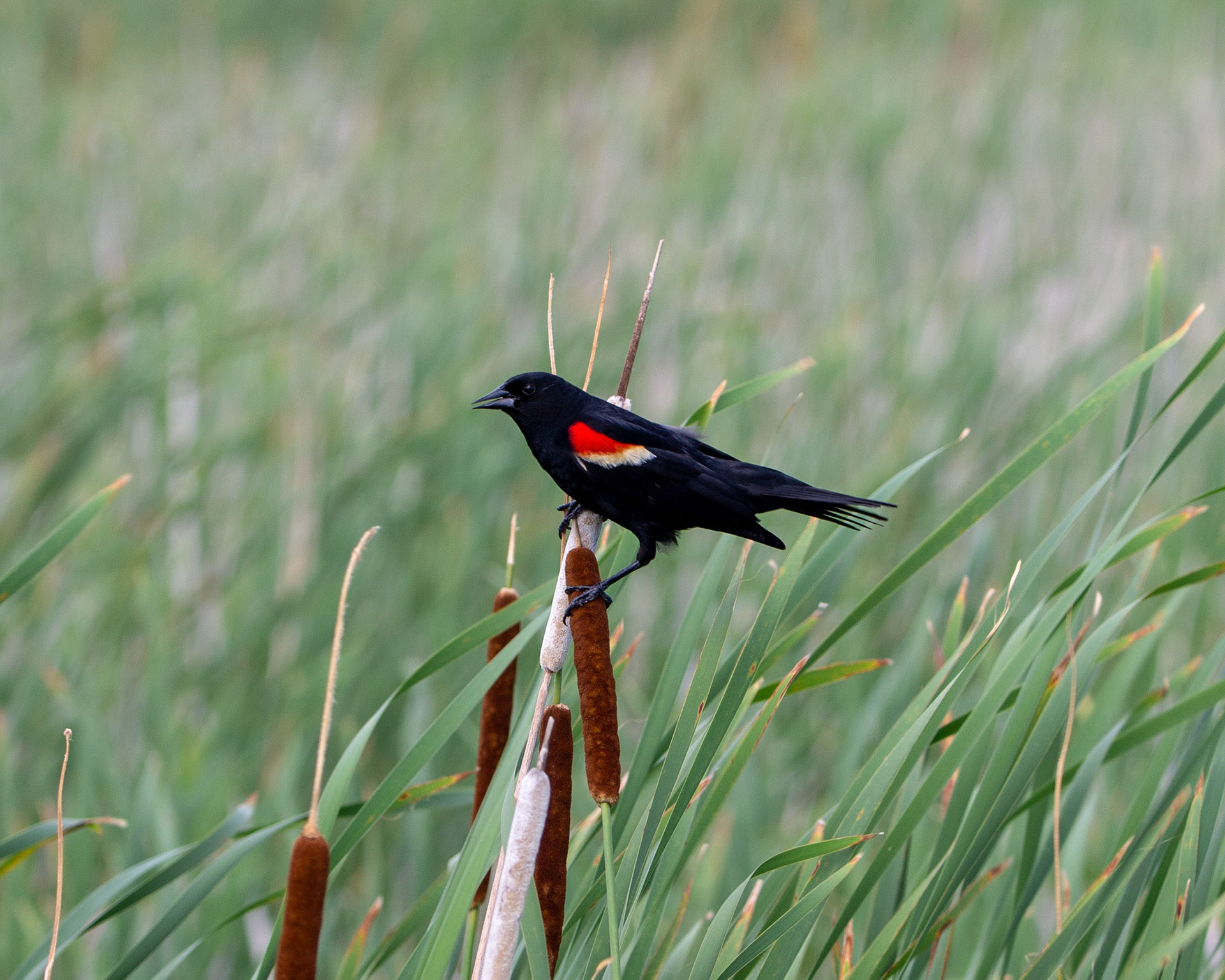 Redwing blackbird