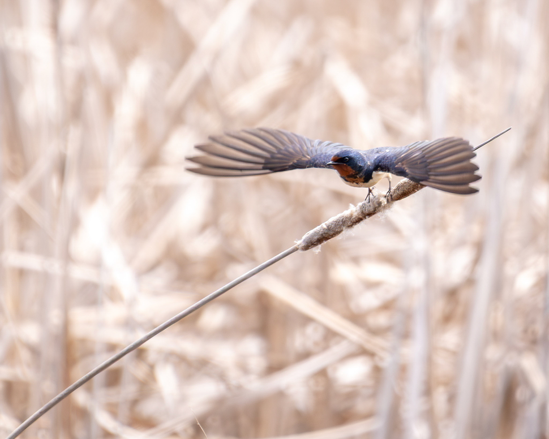 Barn swallow taking off