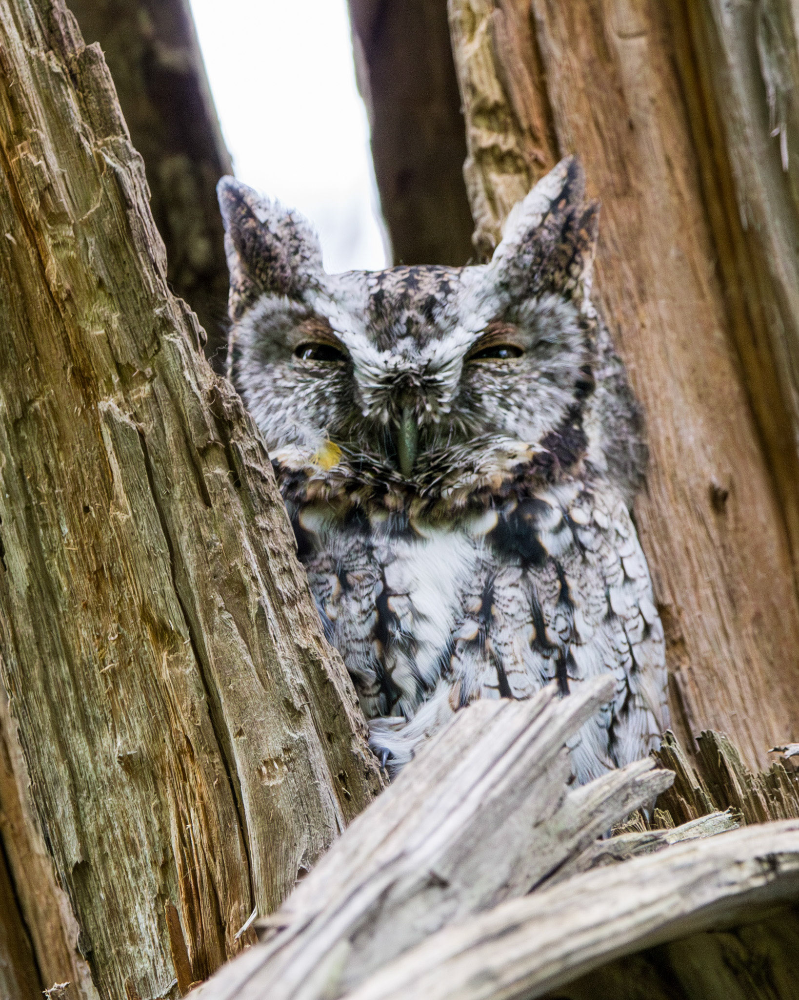 Eastern screech owl