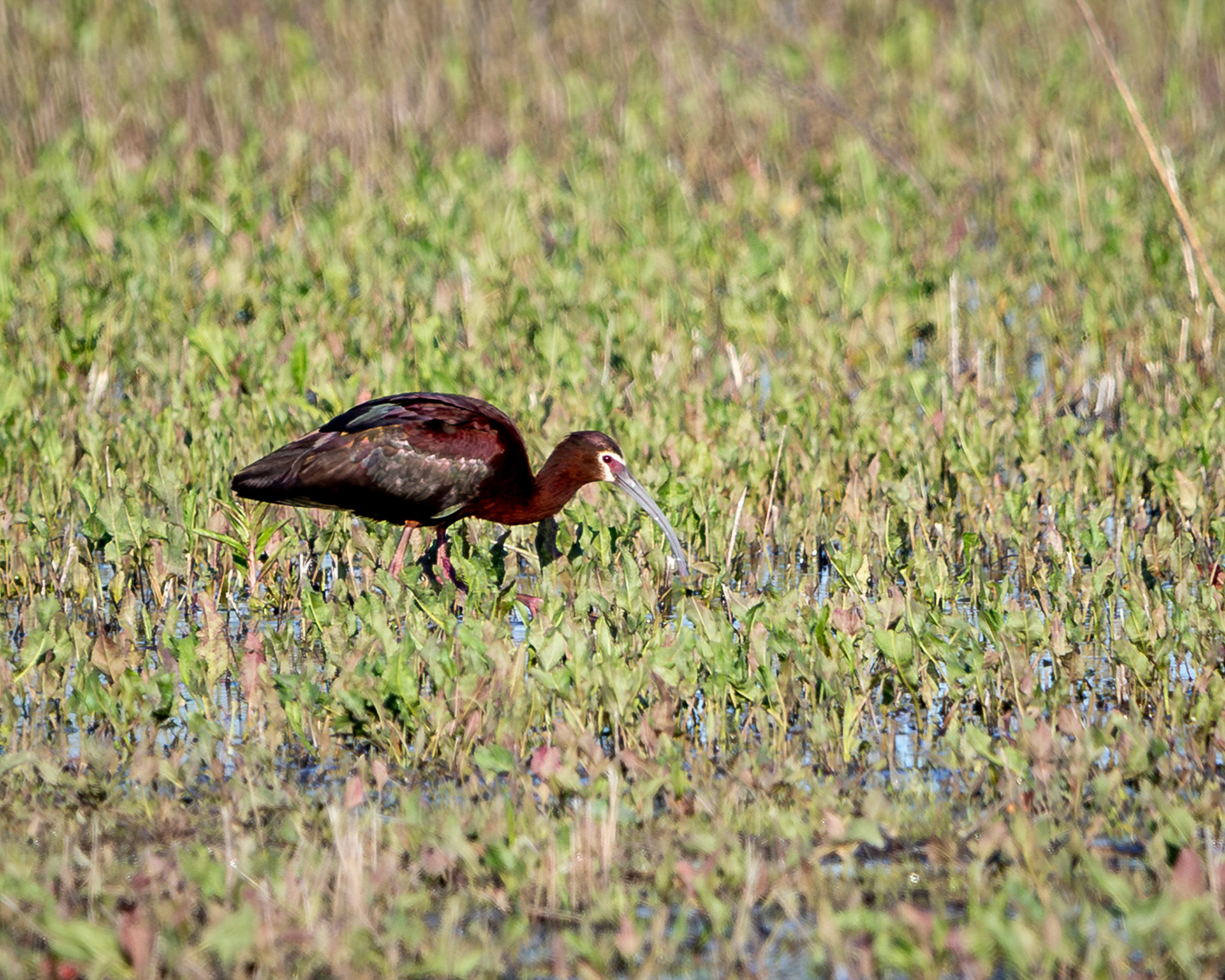 Whtie-faced ibis