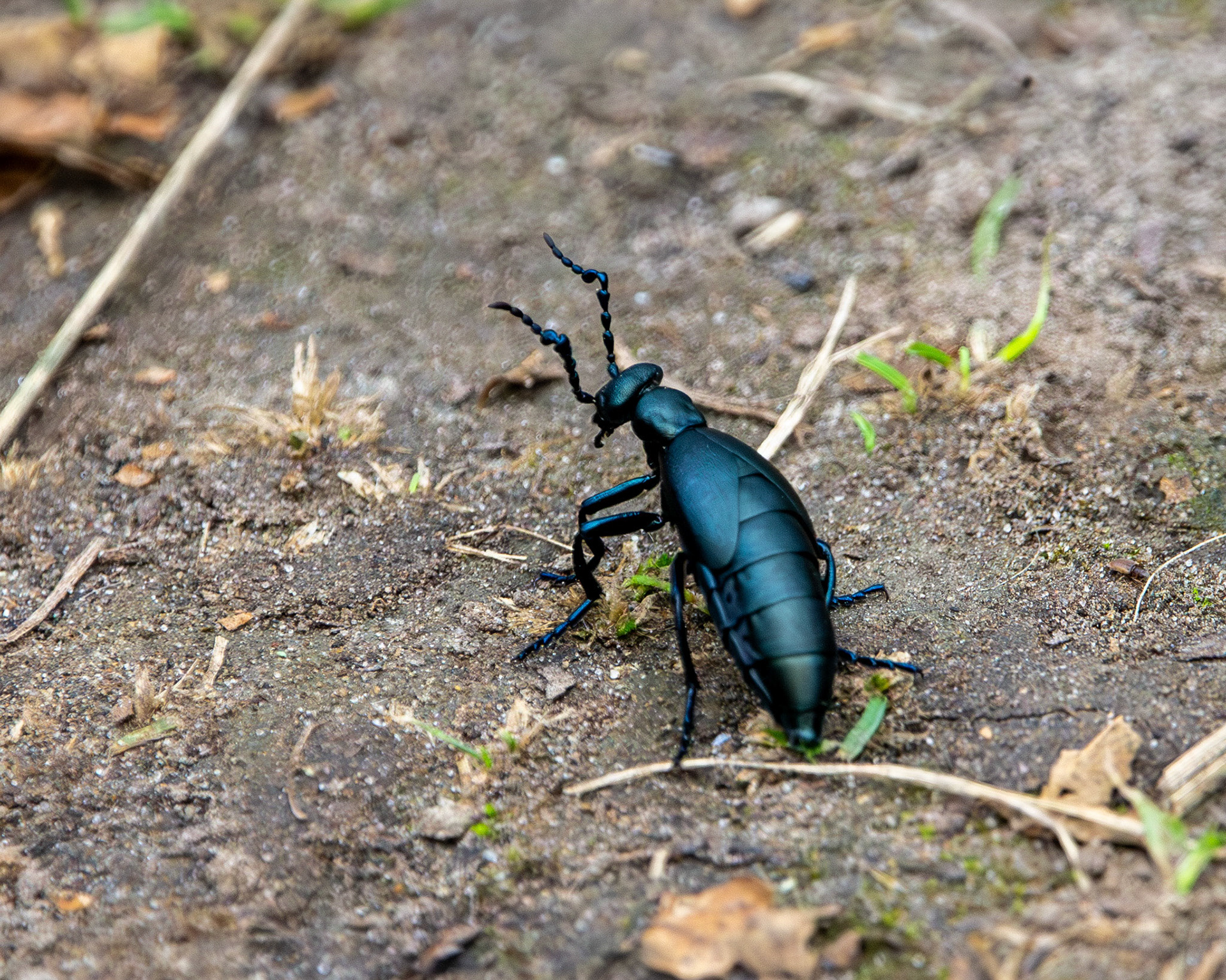 Short-winged blister beetle
