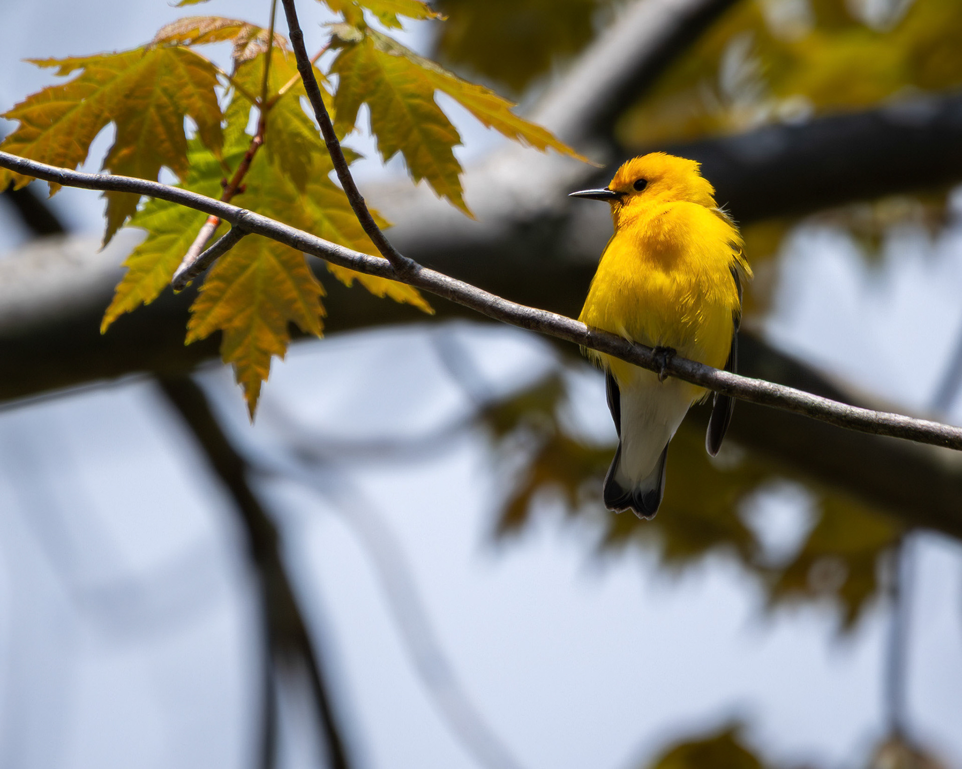 Prothonotary warbler