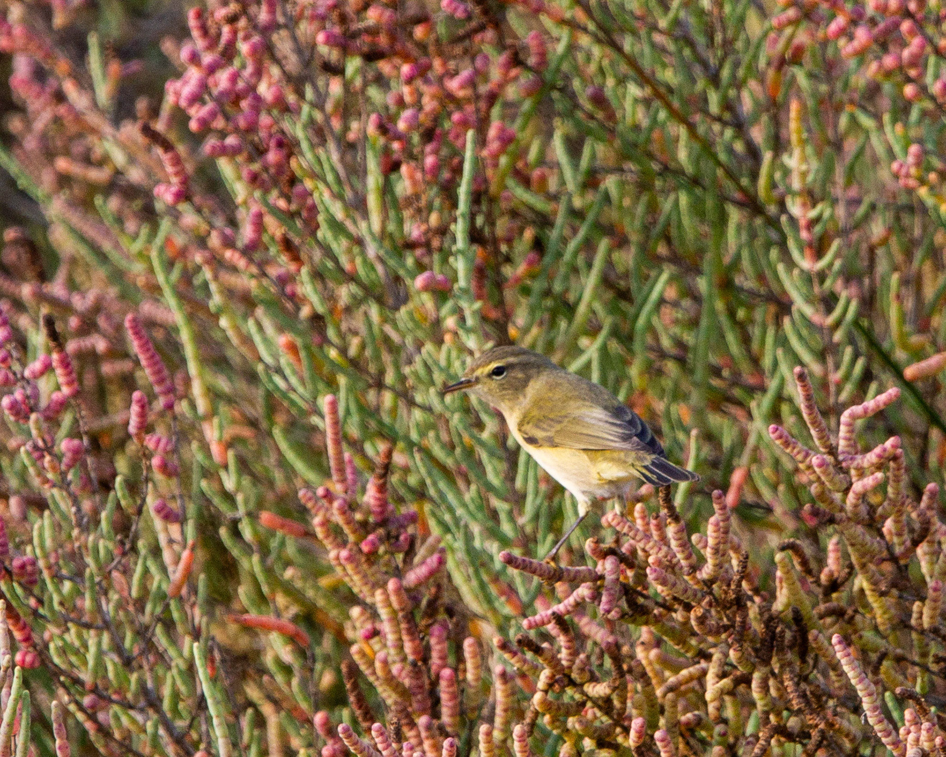 Common chiffchaff
