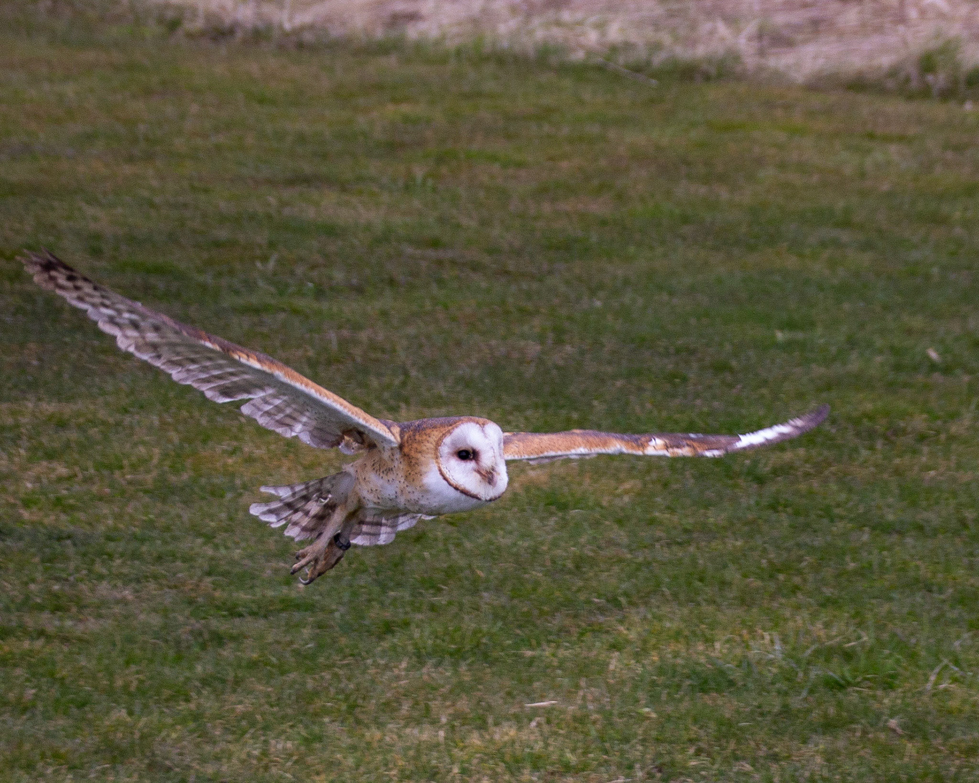 Barn owl in flight