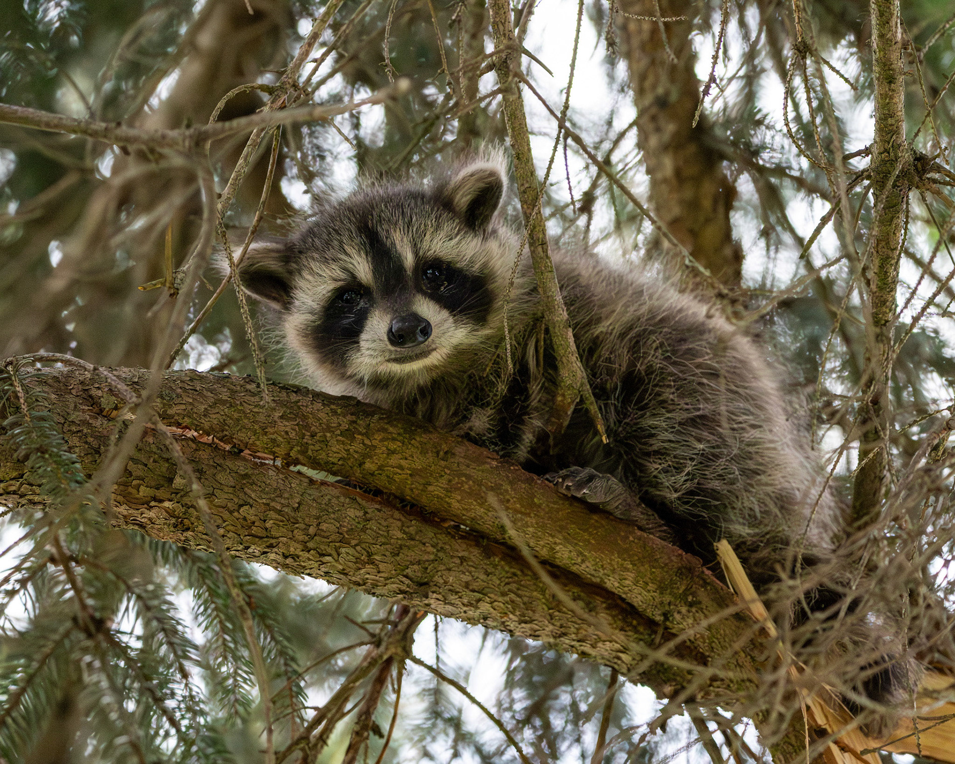 Baby raccoon